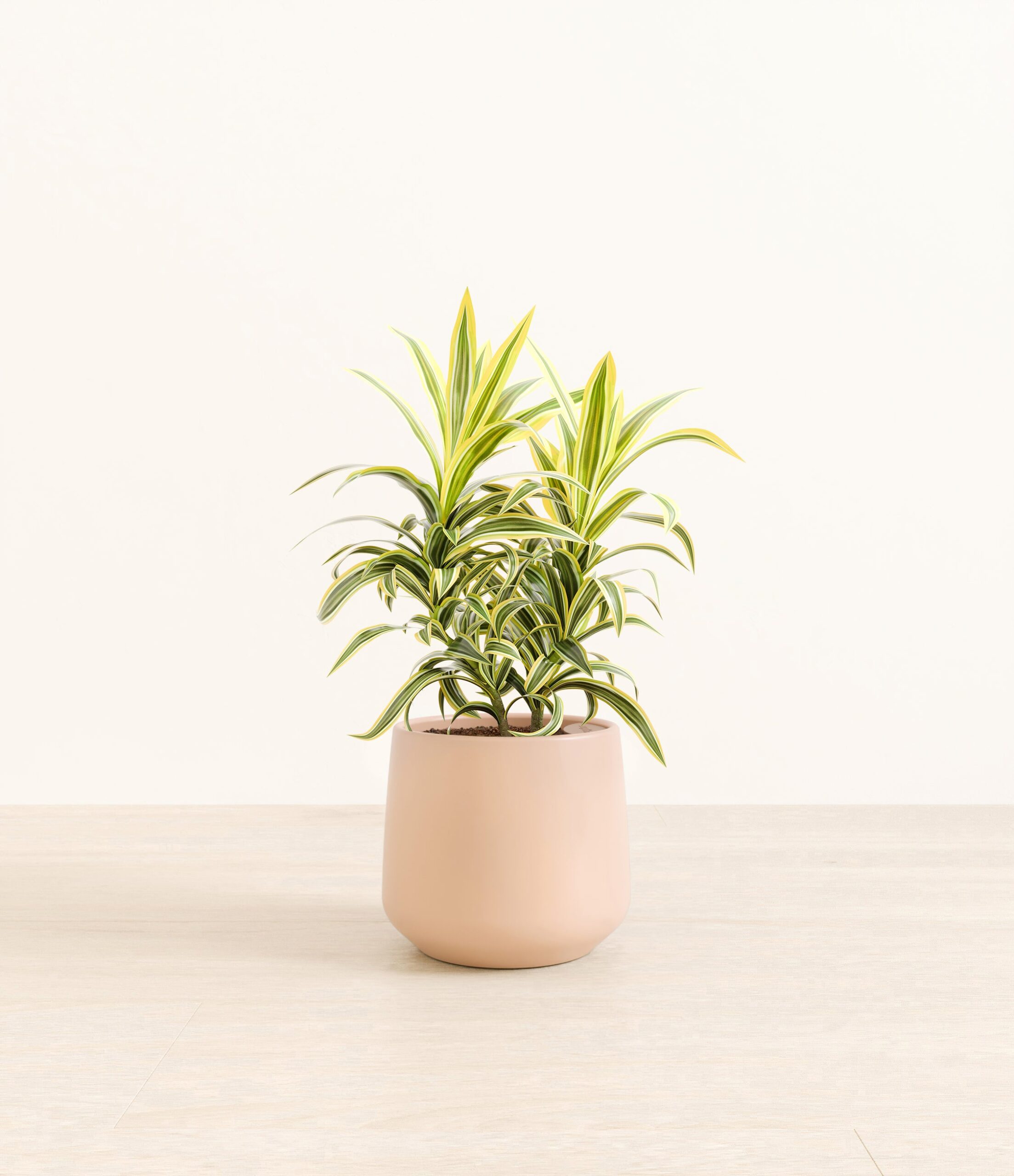 DracaenaSongOfIndiaAmber_medium_light_pink.jpg