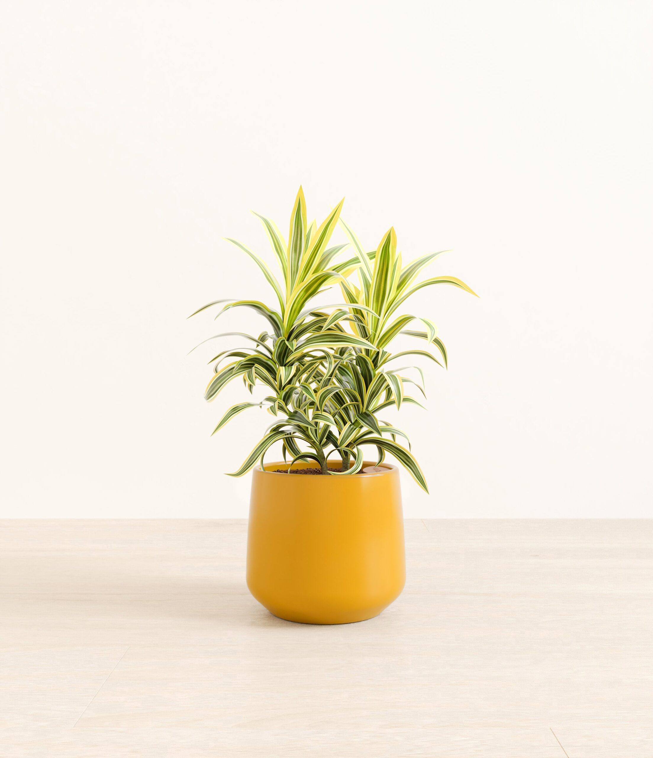 DracaenaSongOfIndiaAmber_medium_mustard_yellow.jpg