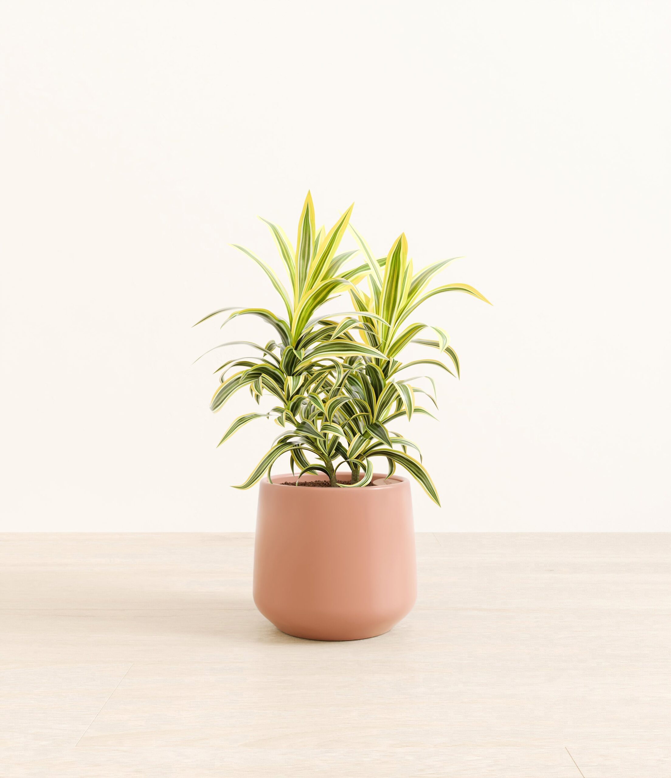 DracaenaSongOfIndiaAmber_medium_old_rose.jpg
