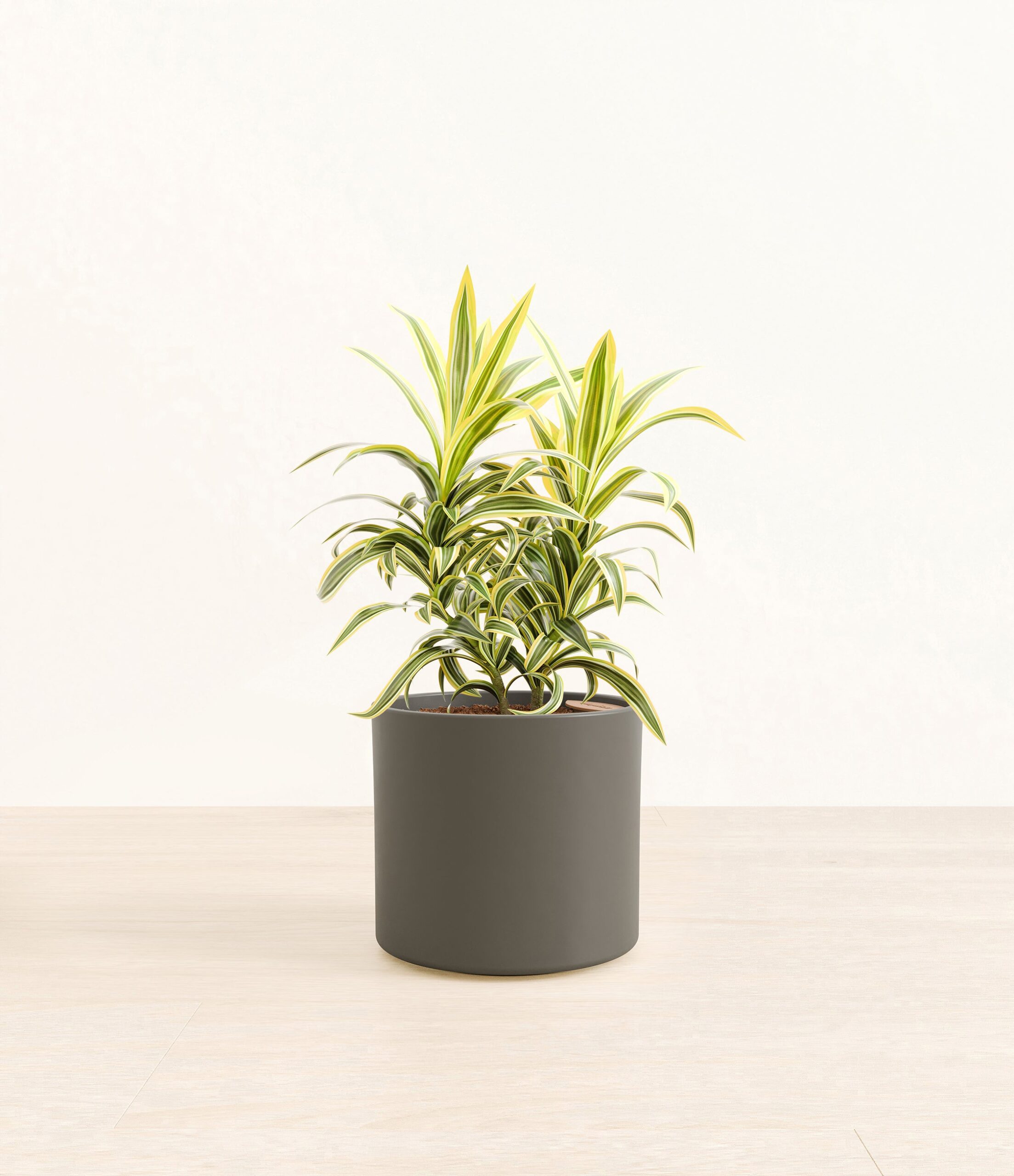 DracaenaSongOfIndiaEra_army_green_without_stand.jpg