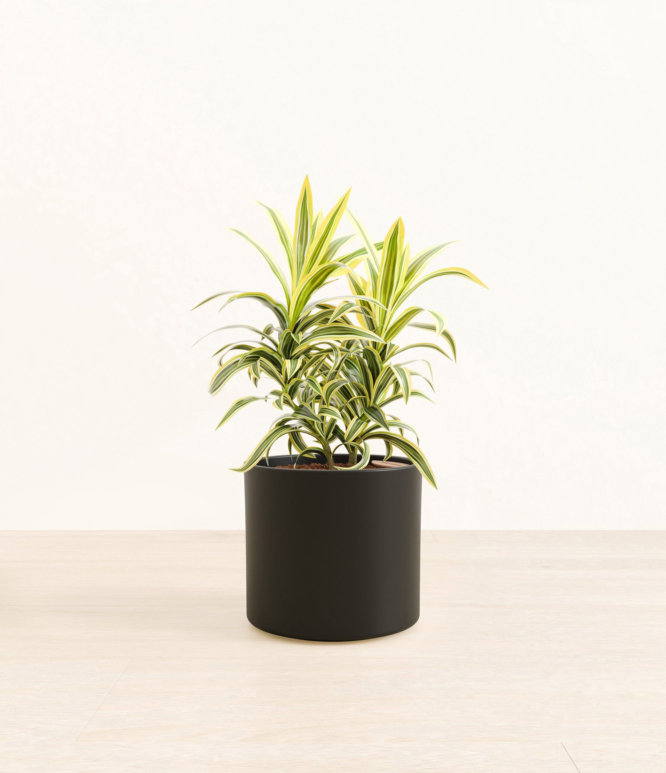 DracaenaSongOfIndiaEra_black_without_stand.jpg