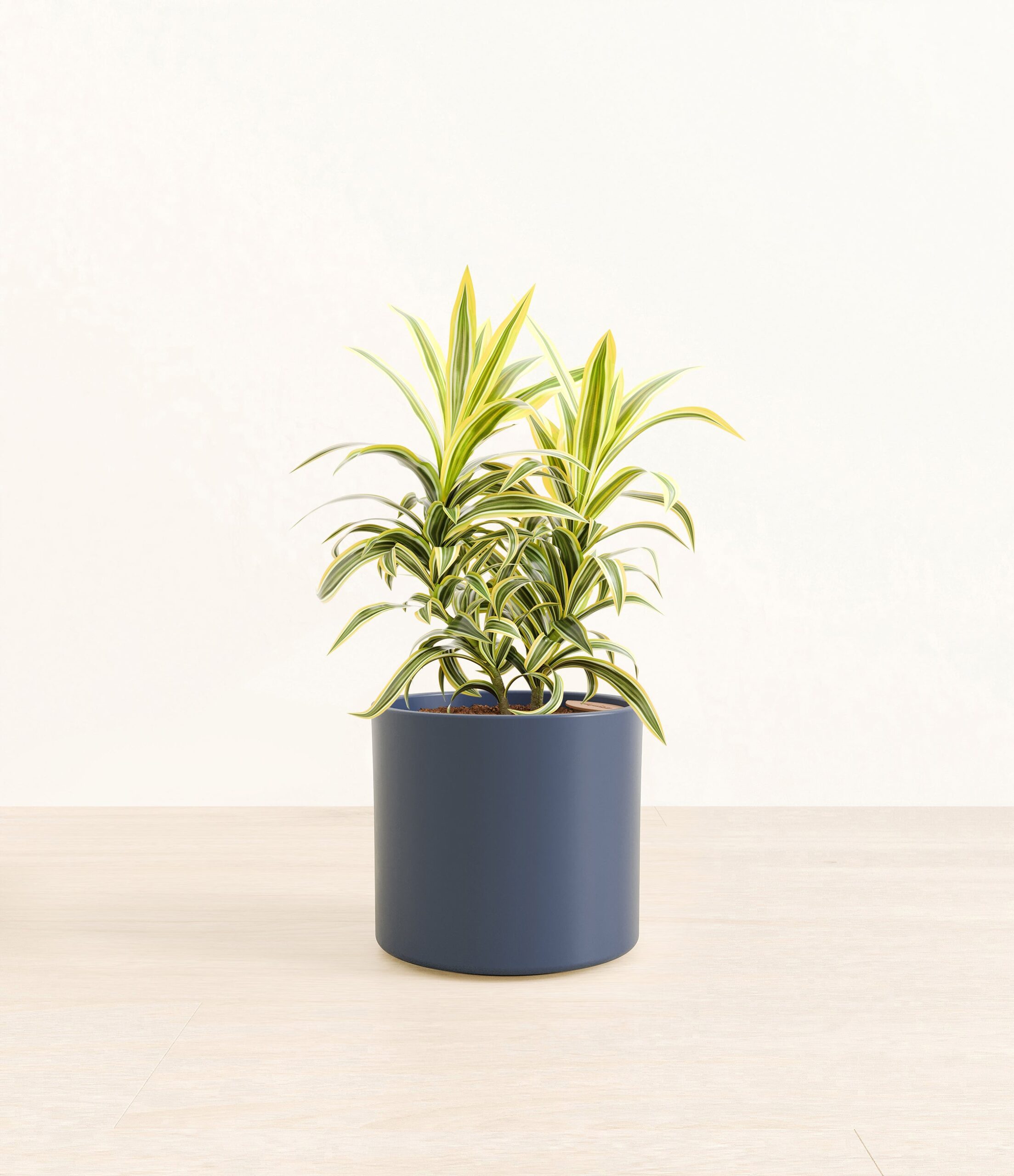 DracaenaSongOfIndiaEra_blue_without_stand.jpg