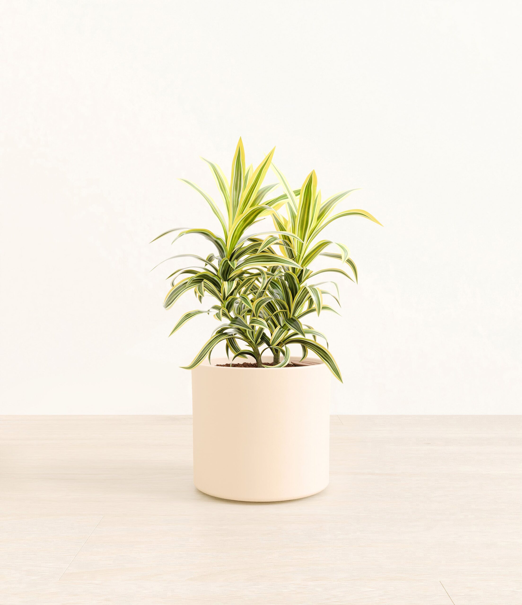 DracaenaSongOfIndiaEra_cream_without_stand.jpg