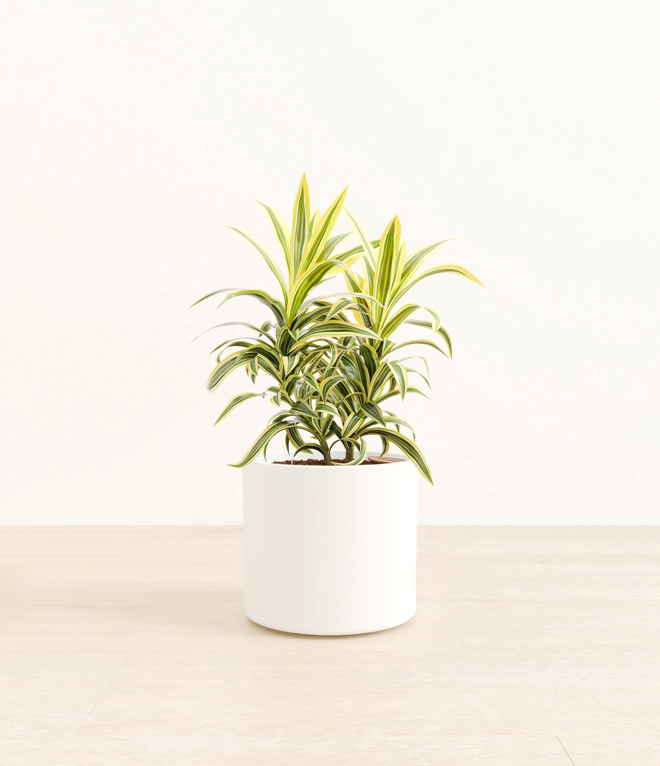 DracaenaSongOfIndiaEra_white_without_stand.jpg