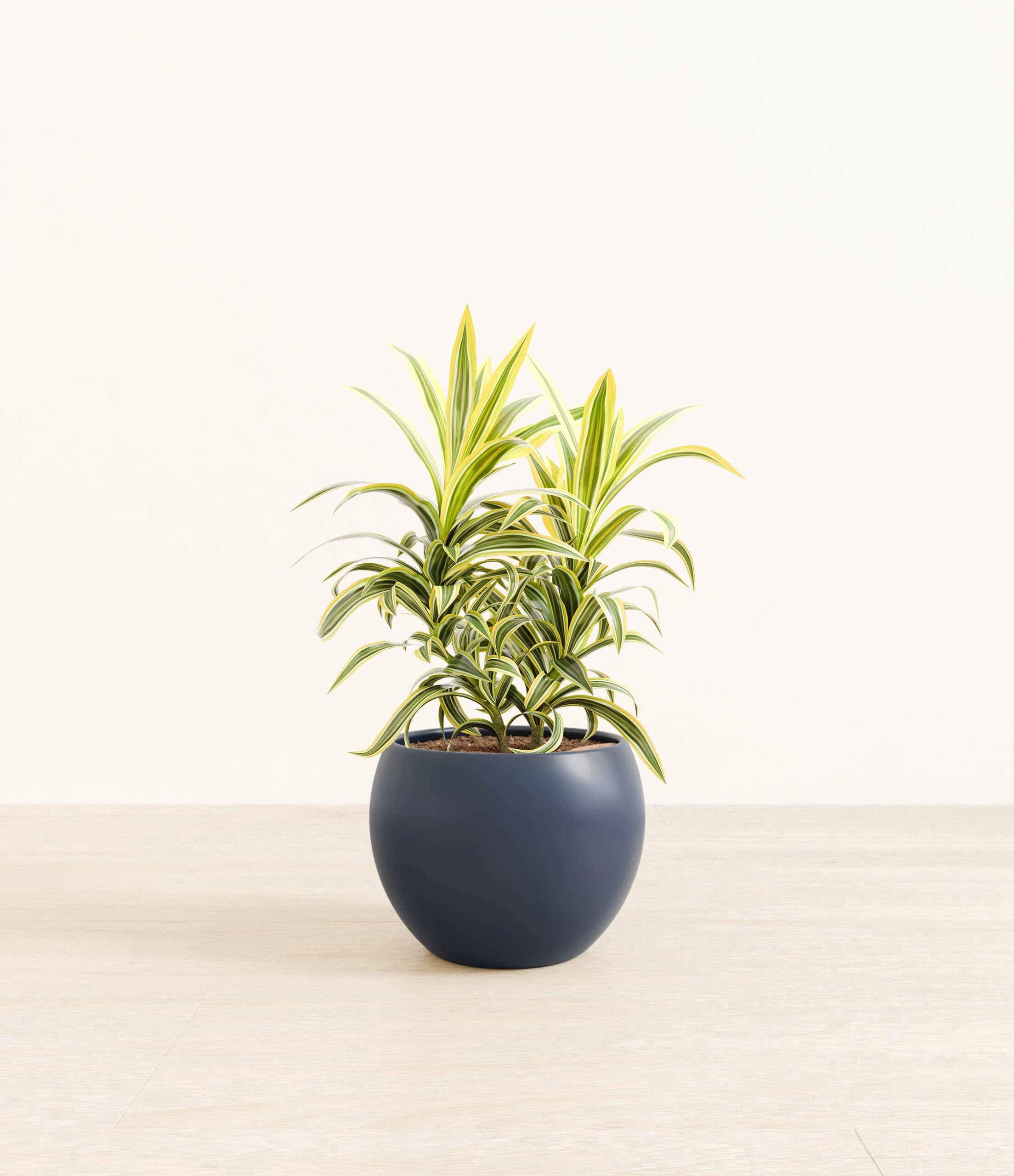 DracaenaSongOfIndiaMonet_blue_b5ee337e-830a-420b-9acc-baf3bfb3e5e6.jpg