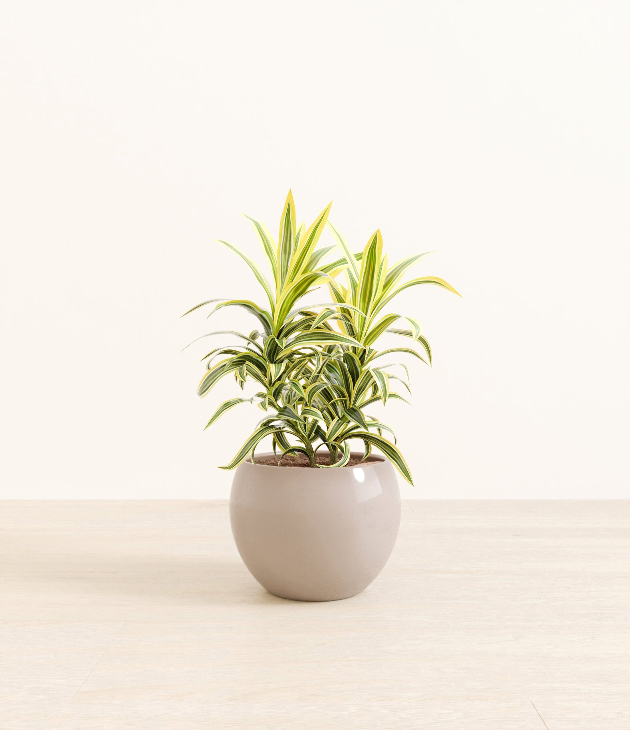 DracaenaSongOfIndiaMonet_brown_e55b1e2b-2e63-41b0-bf12-1bc3d916f419.jpg