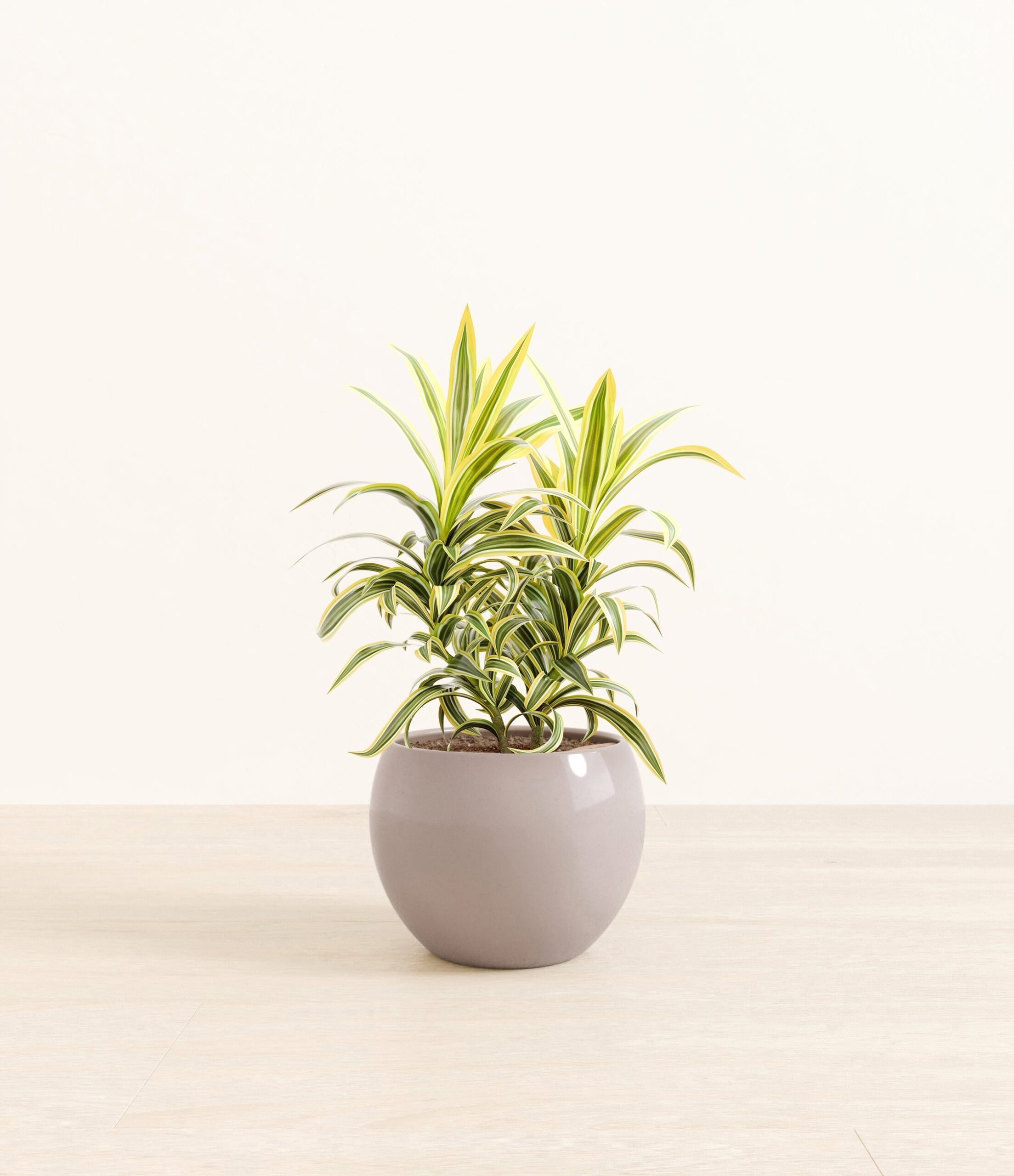 DracaenaSongOfIndiaMonet_grey_efdd4faa-b462-4ae5-b4f6-69eda80740cc.jpg