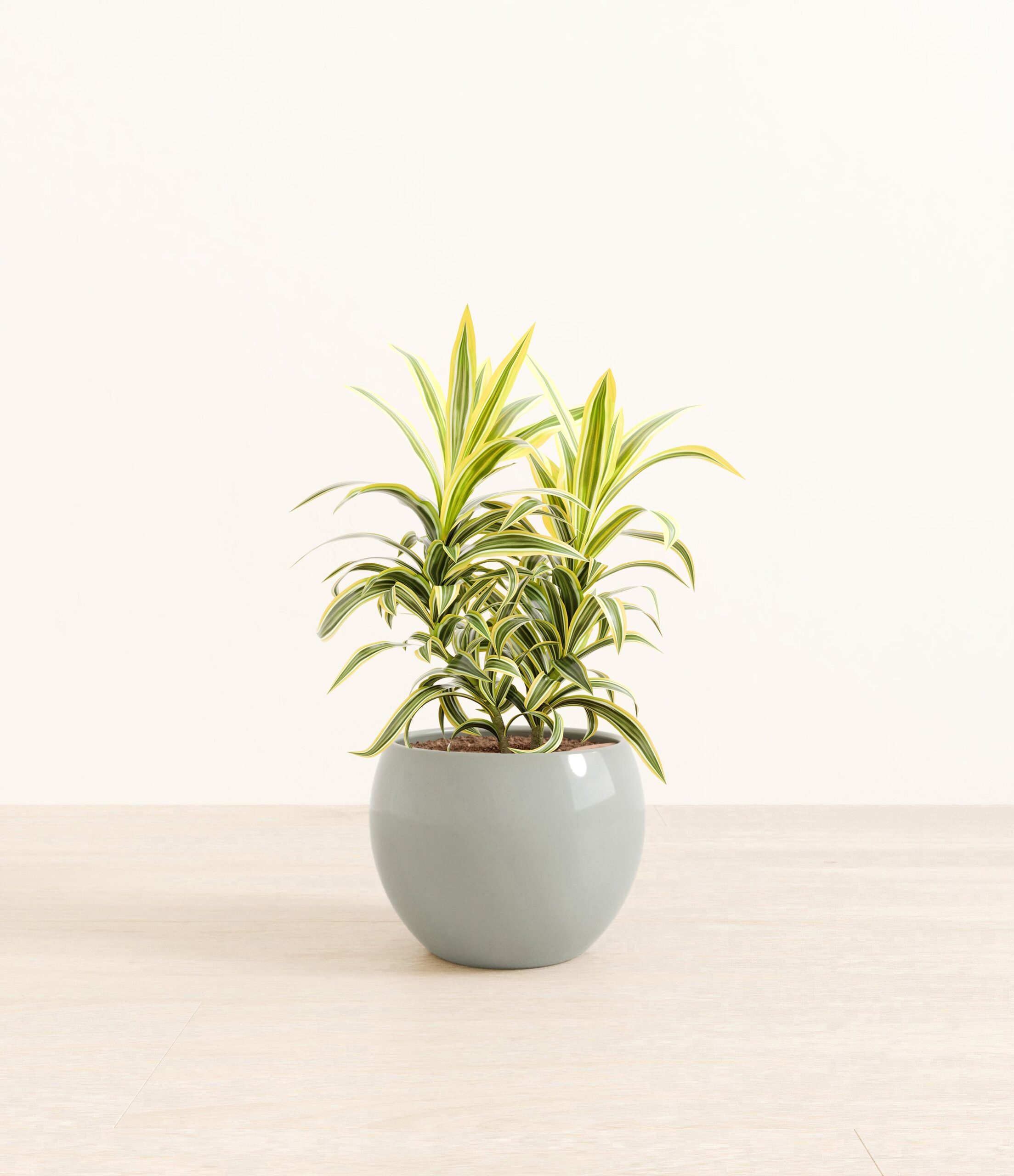DracaenaSongOfIndiaMonet_ocean_5361fc55-8168-42df-97b3-51cdeb18e083.jpg