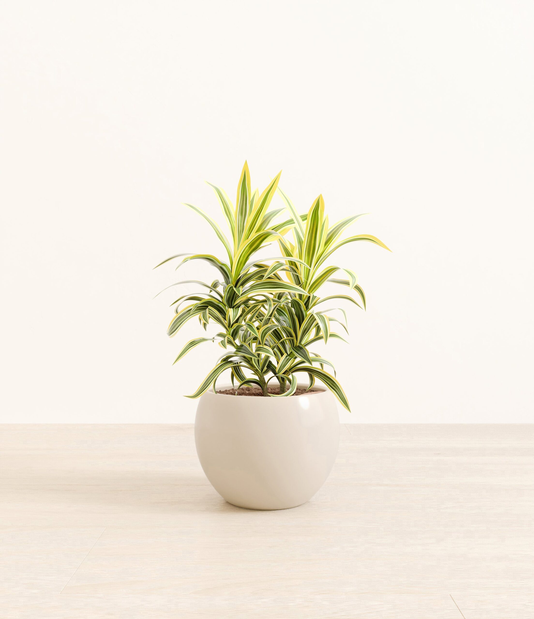 DracaenaSongOfIndiaMonet_white_cream_888c6496-150f-47ca-9095-fd35a40b47cf.jpg