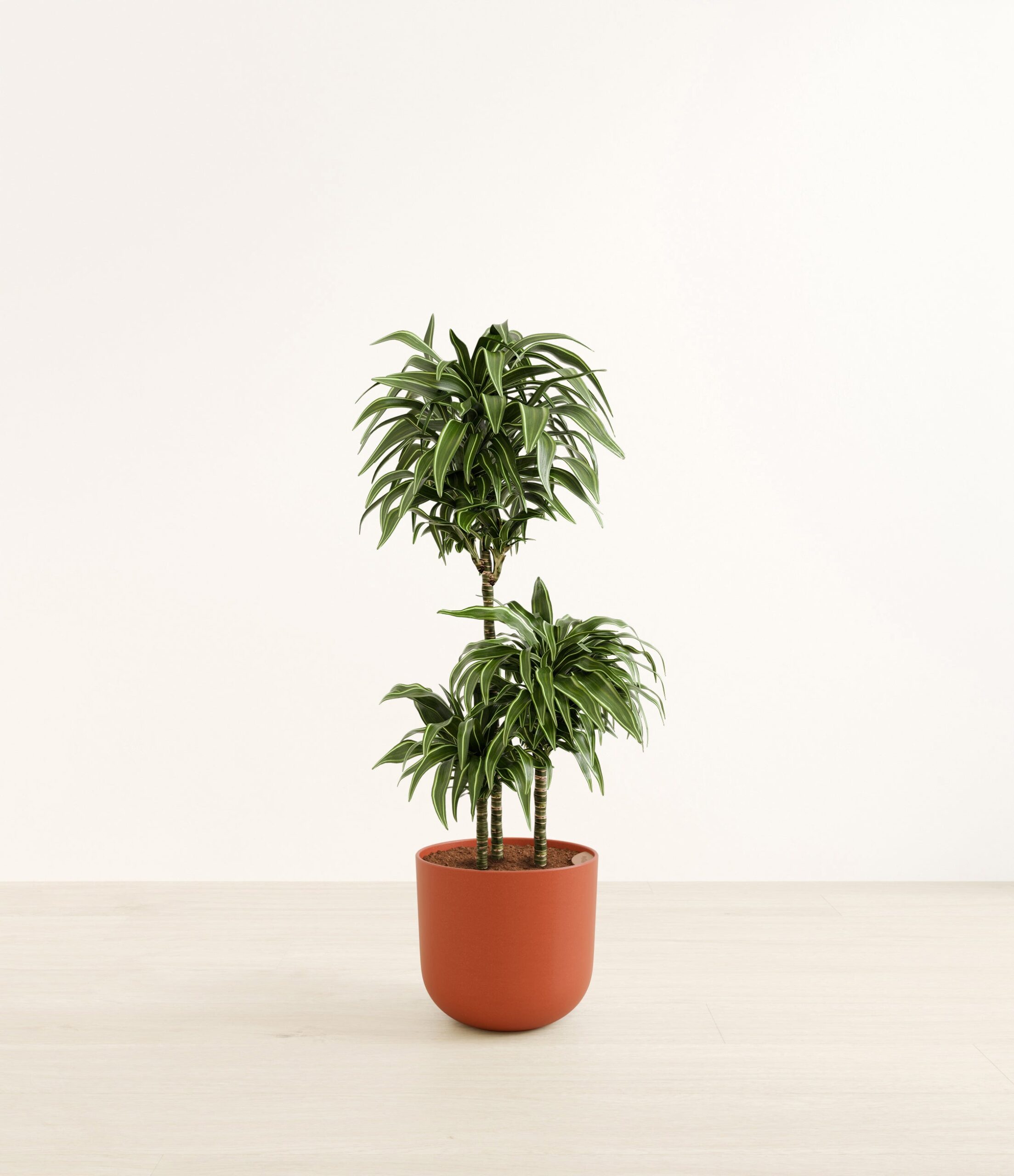 DracaenaWarneckiiCompactaHuge_Earth_Red_09eaa8c3-ba6f-4a27-a7c8-da42460e5146.jpg