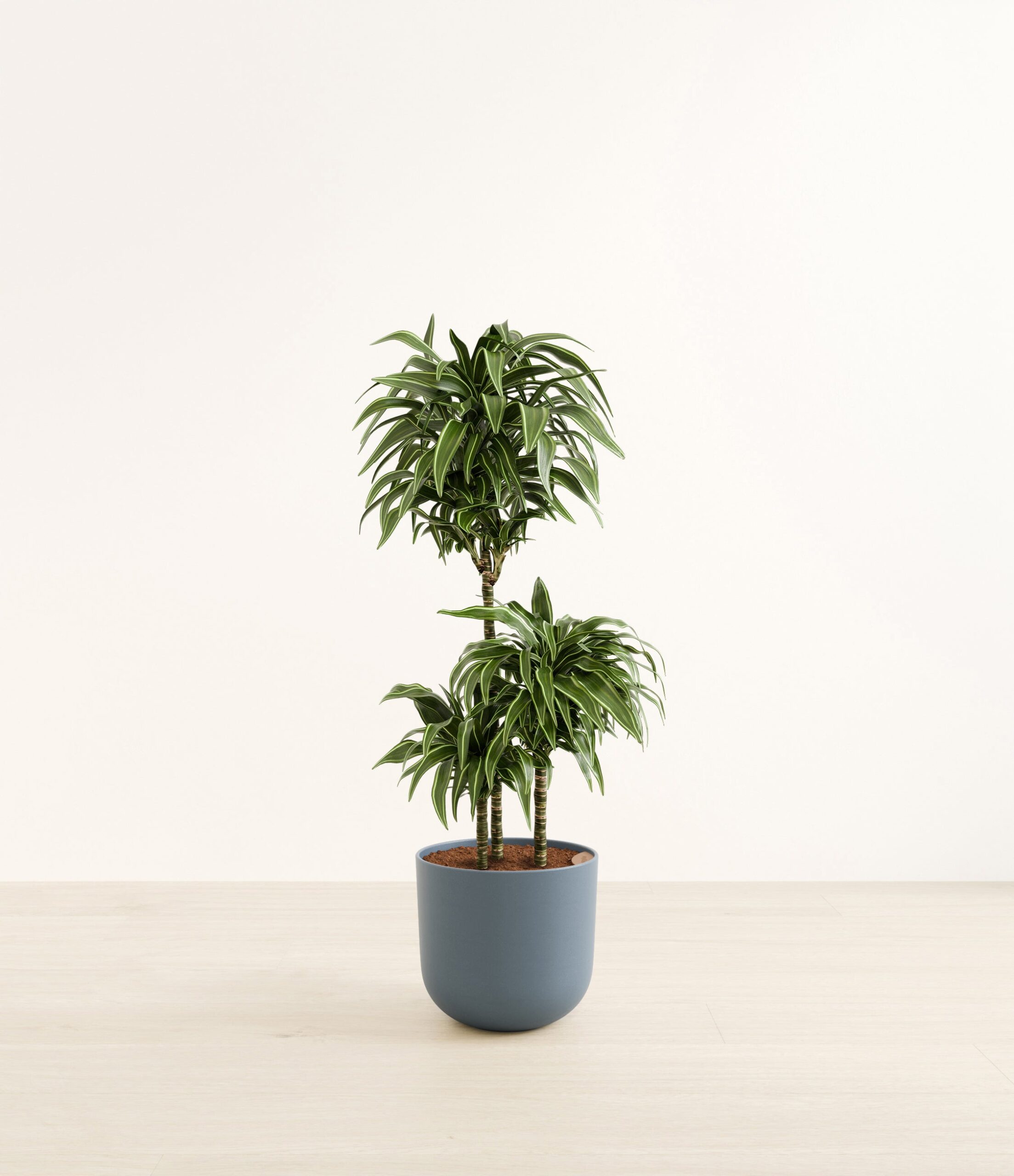 DracaenaWarneckiiCompactaHuge_Iron_Gray_1aa249c6-1595-4cc0-90d3-f4f747d74def.jpg