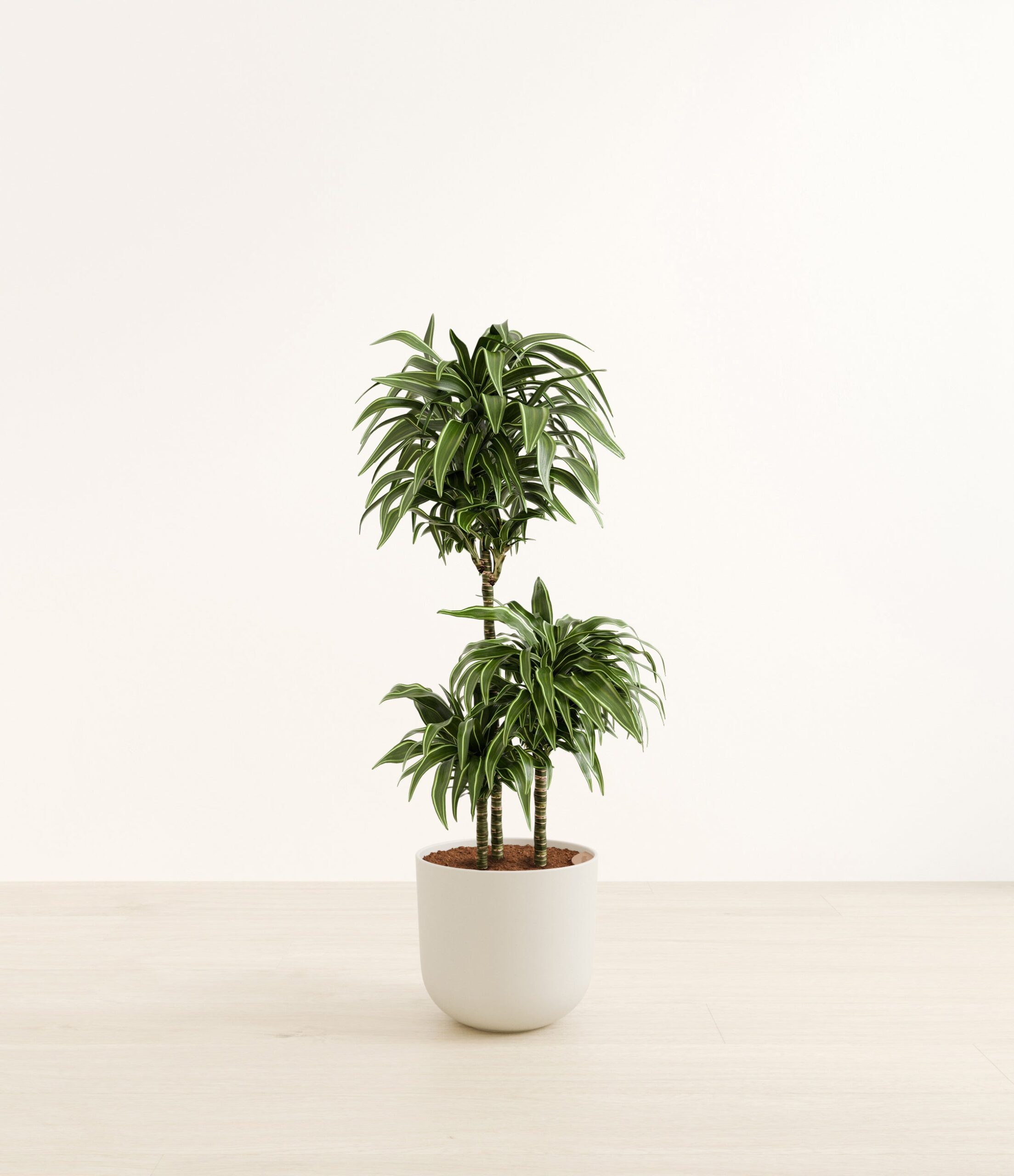 DracaenaWarneckiiCompactaHuge_Natural_Bamboo_9c4f9b1e-5521-4599-baec-c48b55749fc8.jpg