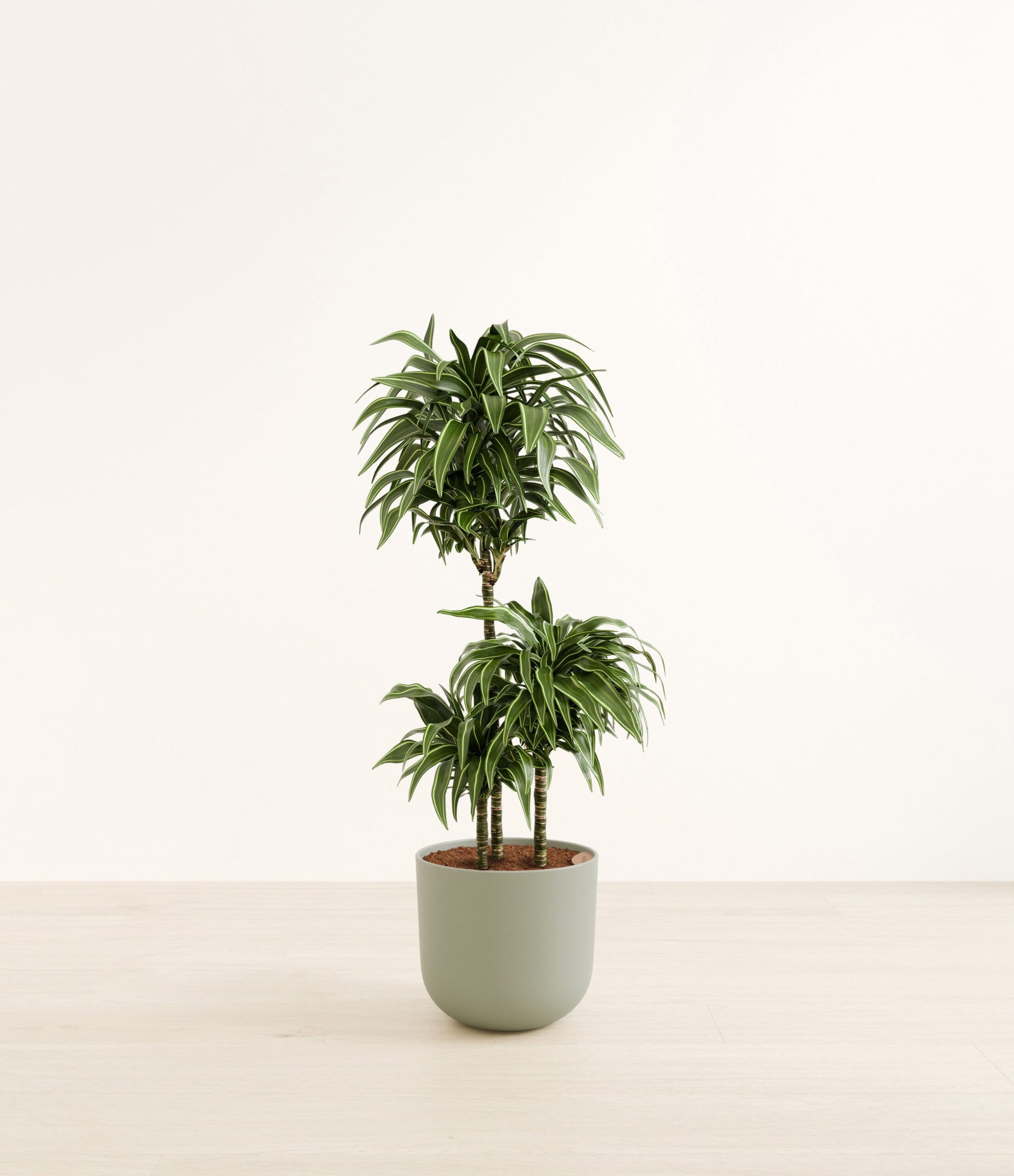 DracaenaWarneckiiCompactaHuge_Sage_Green_8bd3caaa-5da4-4c57-bb24-caf099353095.jpg