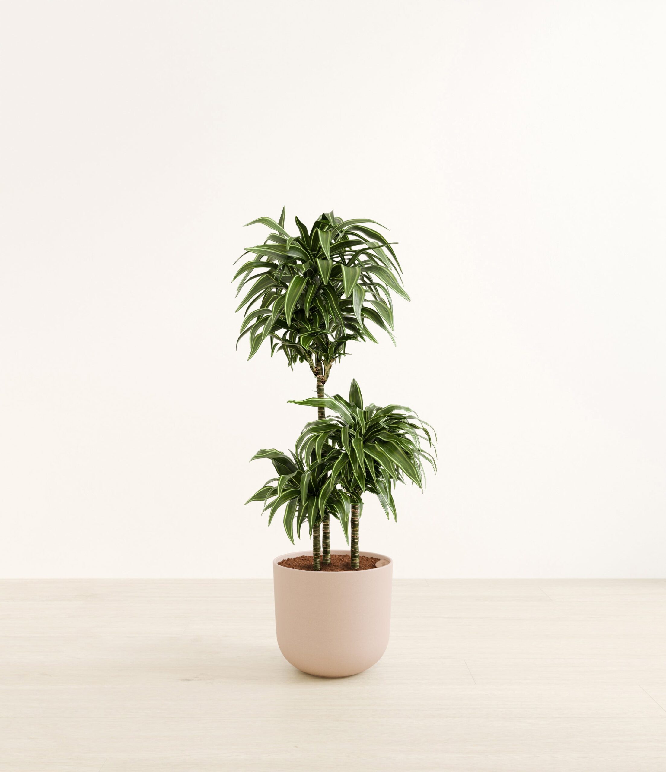 DracaenaWarneckiiCompactaHuge_Sandy_Pink_5a6982ec-550c-43ab-9552-378452a59526.jpg