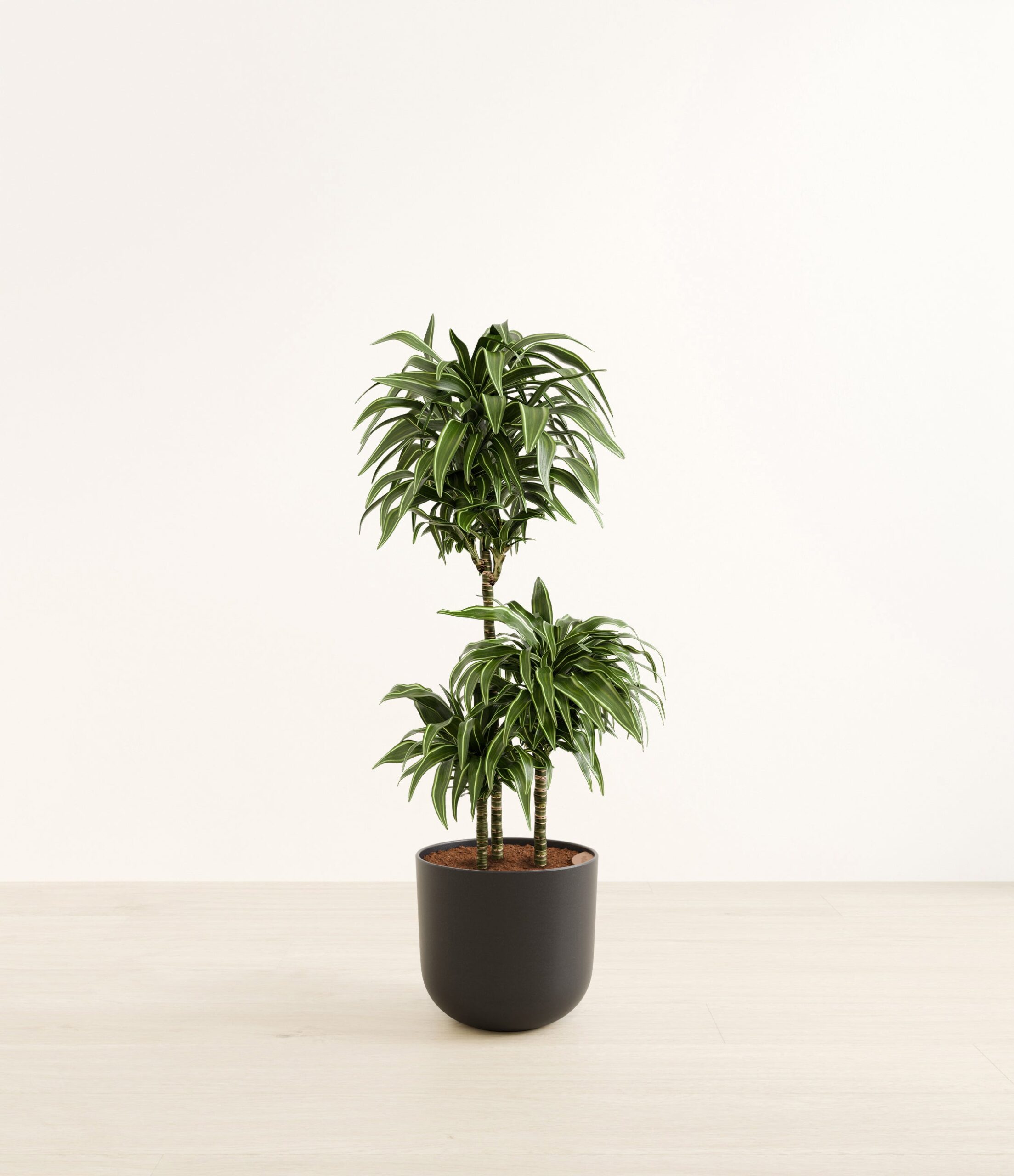 DracaenaWarneckiiCompactaHuge_Stone_Black_02afc754-9468-483a-93e3-41063de6091a.jpg