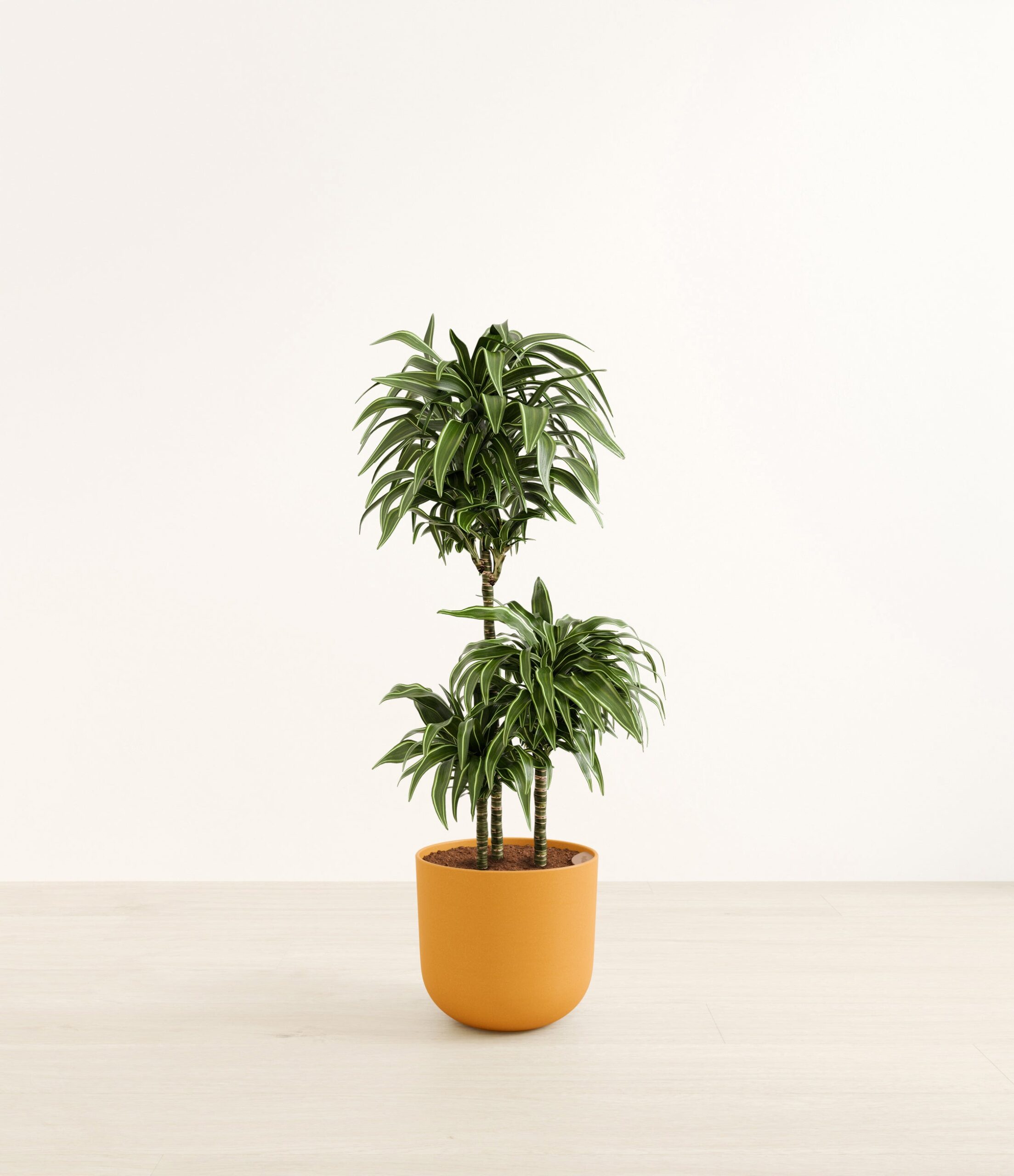 DracaenaWarneckiiCompactaHuge_Sunset_Orange_c6ea2088-3b18-4095-b98b-e05c7e7d5e0c.jpg