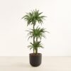 Dracaena Warneckii - Huge Agatha
