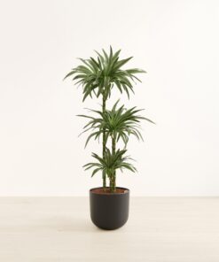 Dracaena Warneckii - Huge Agatha