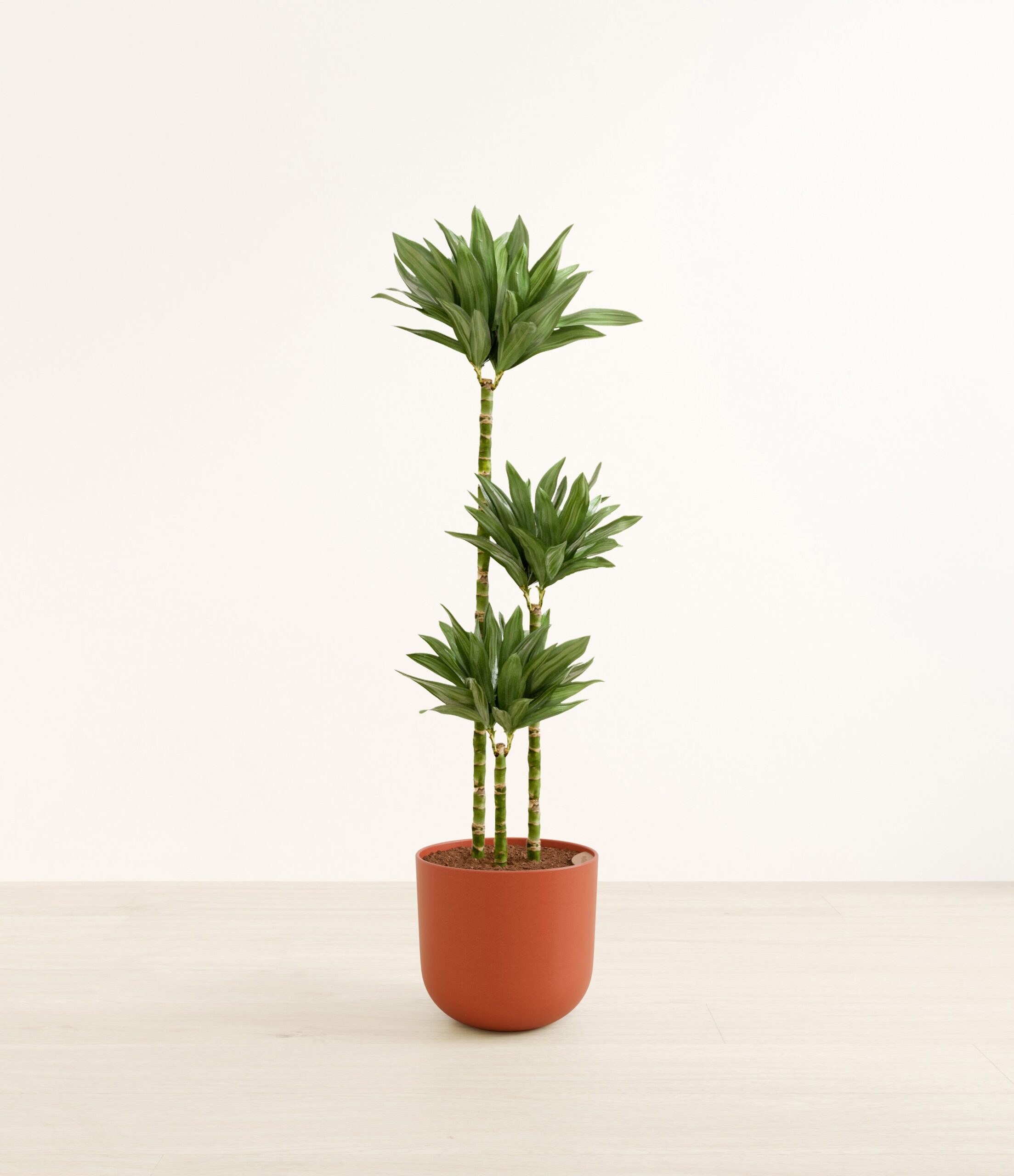 DracaenajanetcarigcompactaHuge_Earth_Red.jpg