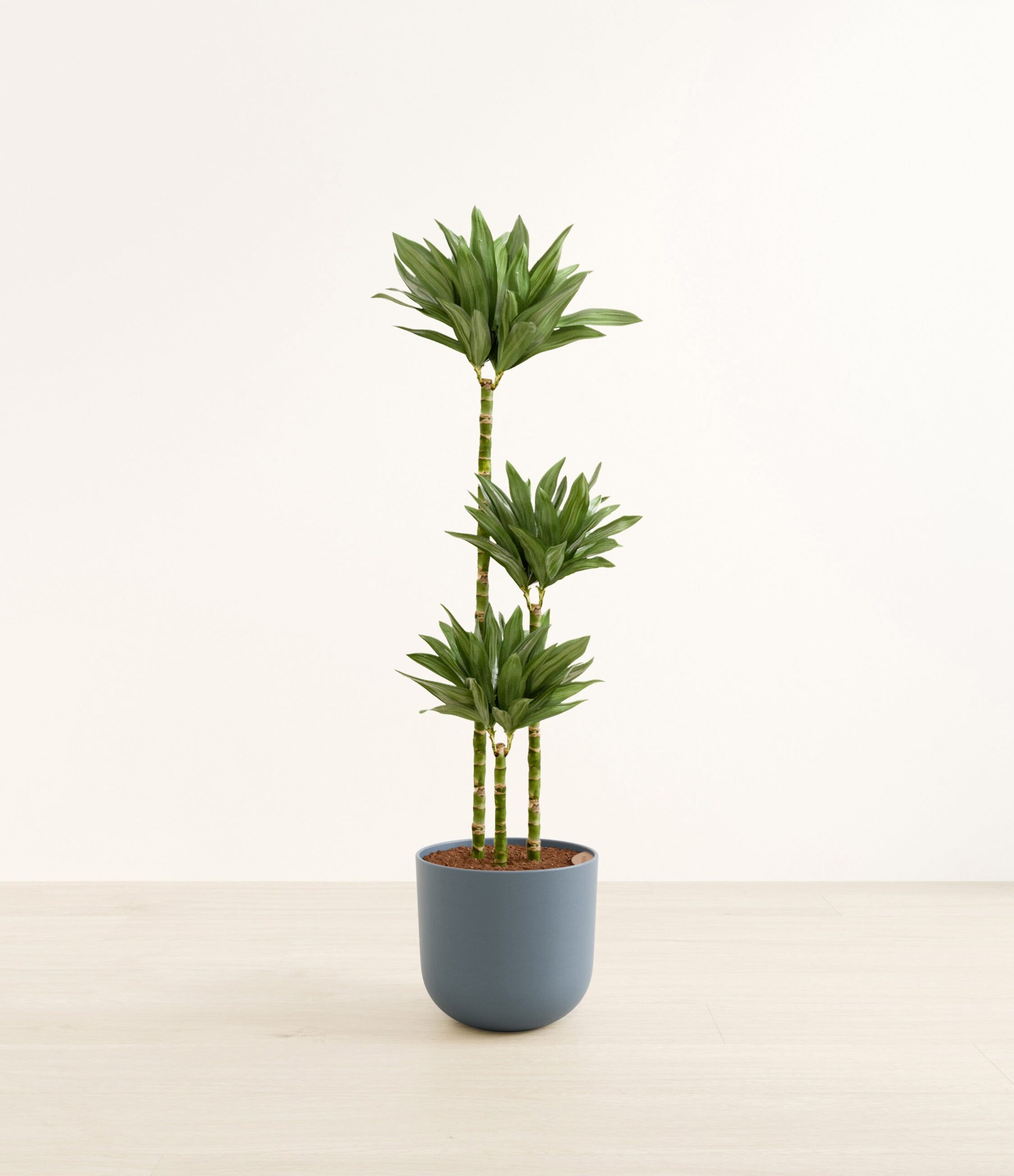 DracaenajanetcarigcompactaHuge_Iron_Gray.jpg