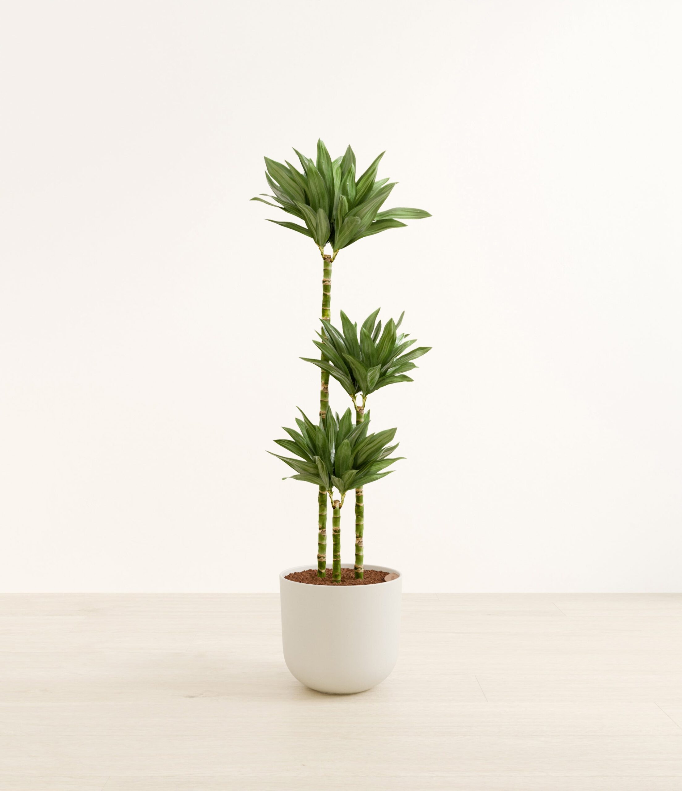 DracaenajanetcarigcompactaHuge_Natural_Bamboo.jpg