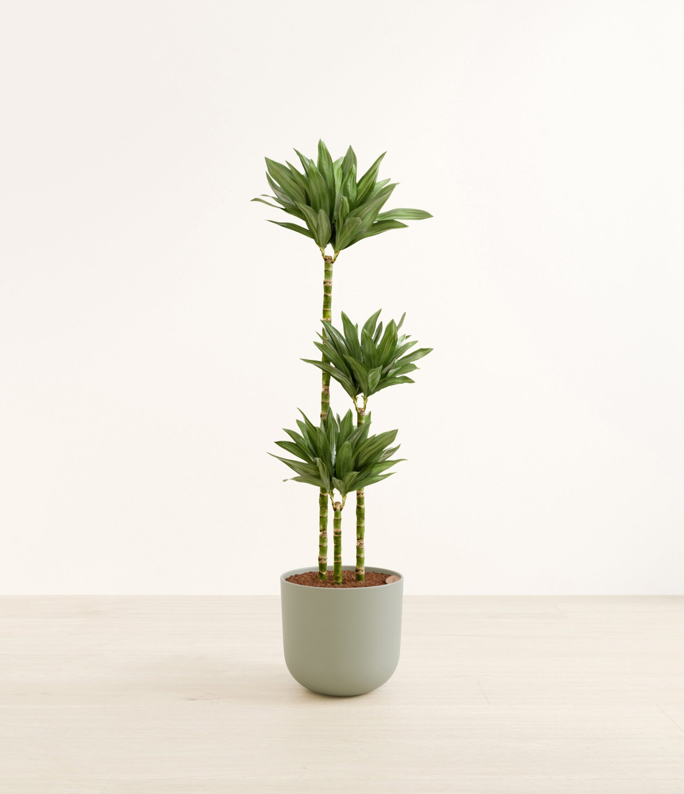 DracaenajanetcarigcompactaHuge_Sage_Green.jpg