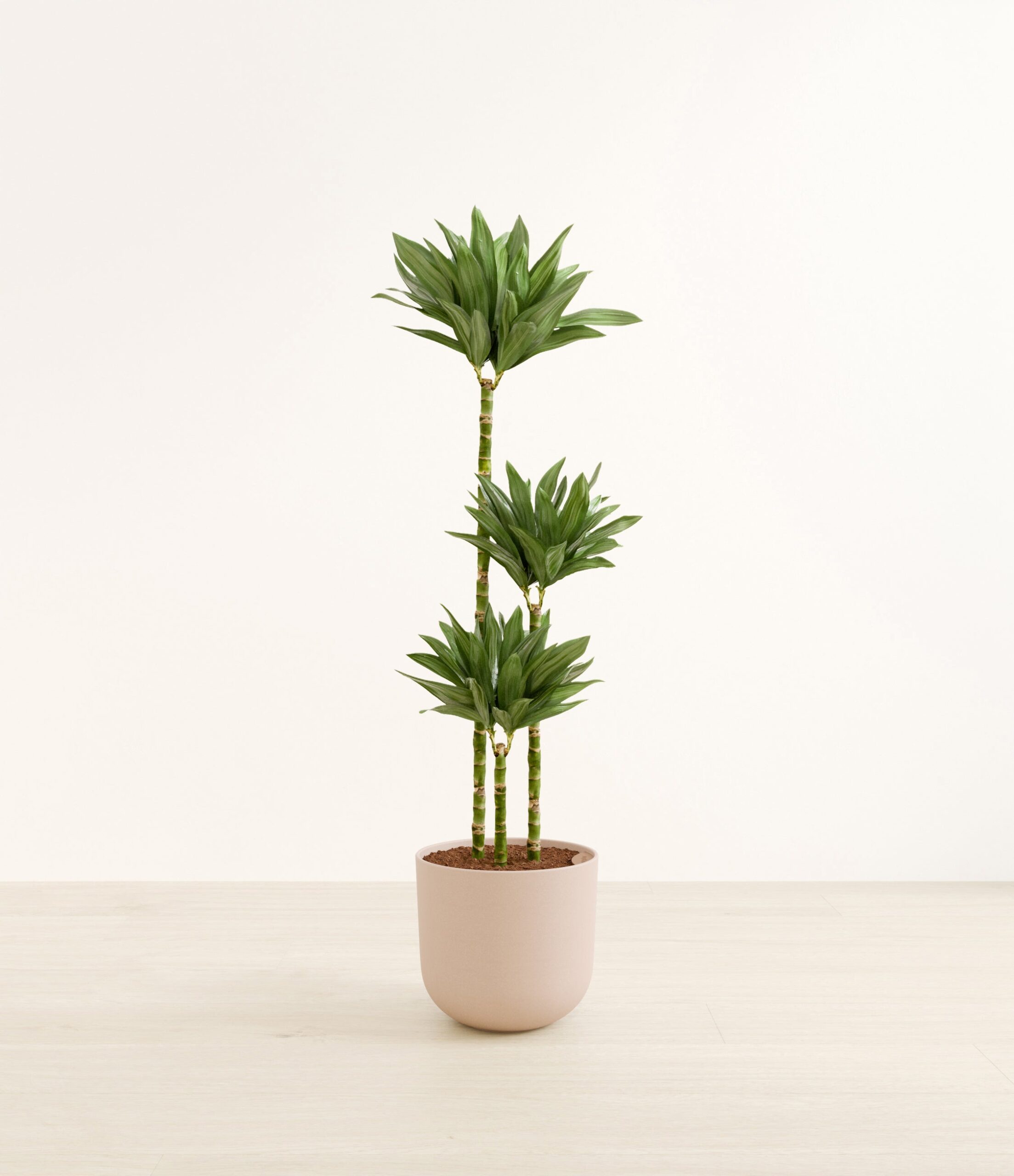 DracaenajanetcarigcompactaHuge_Sandy_Pink.jpg