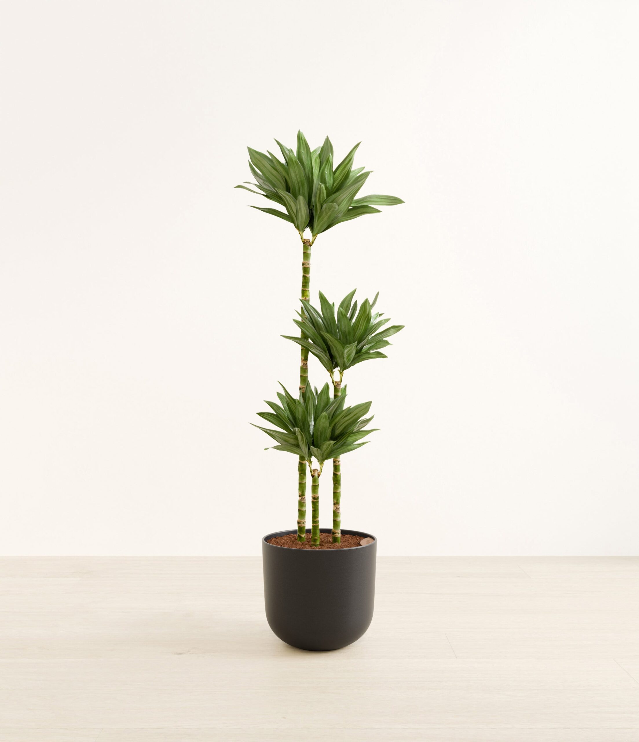 DracaenajanetcarigcompactaHuge_Stone_Black.jpg