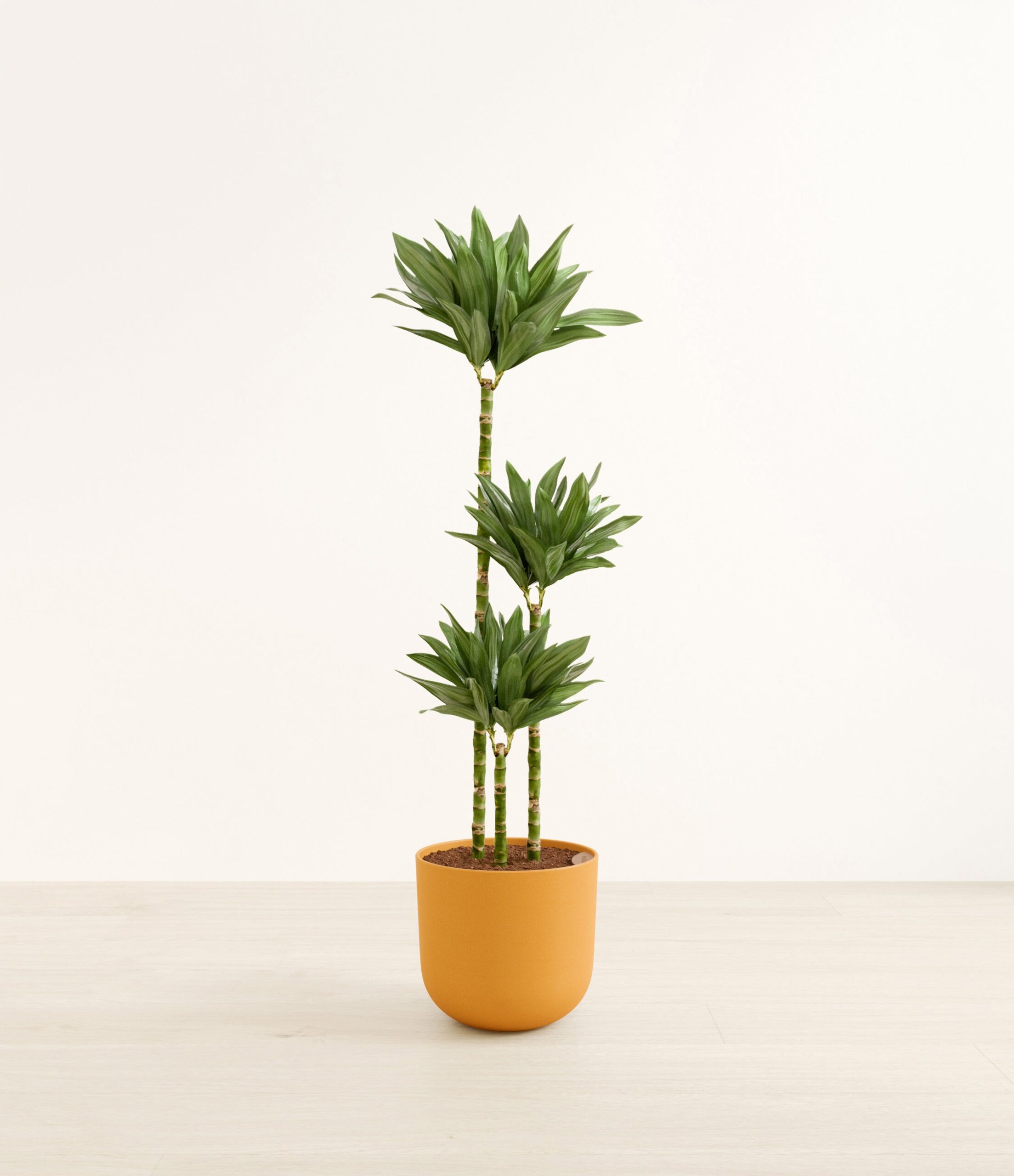 DracaenajanetcarigcompactaHuge_Sunset_Orange.jpg