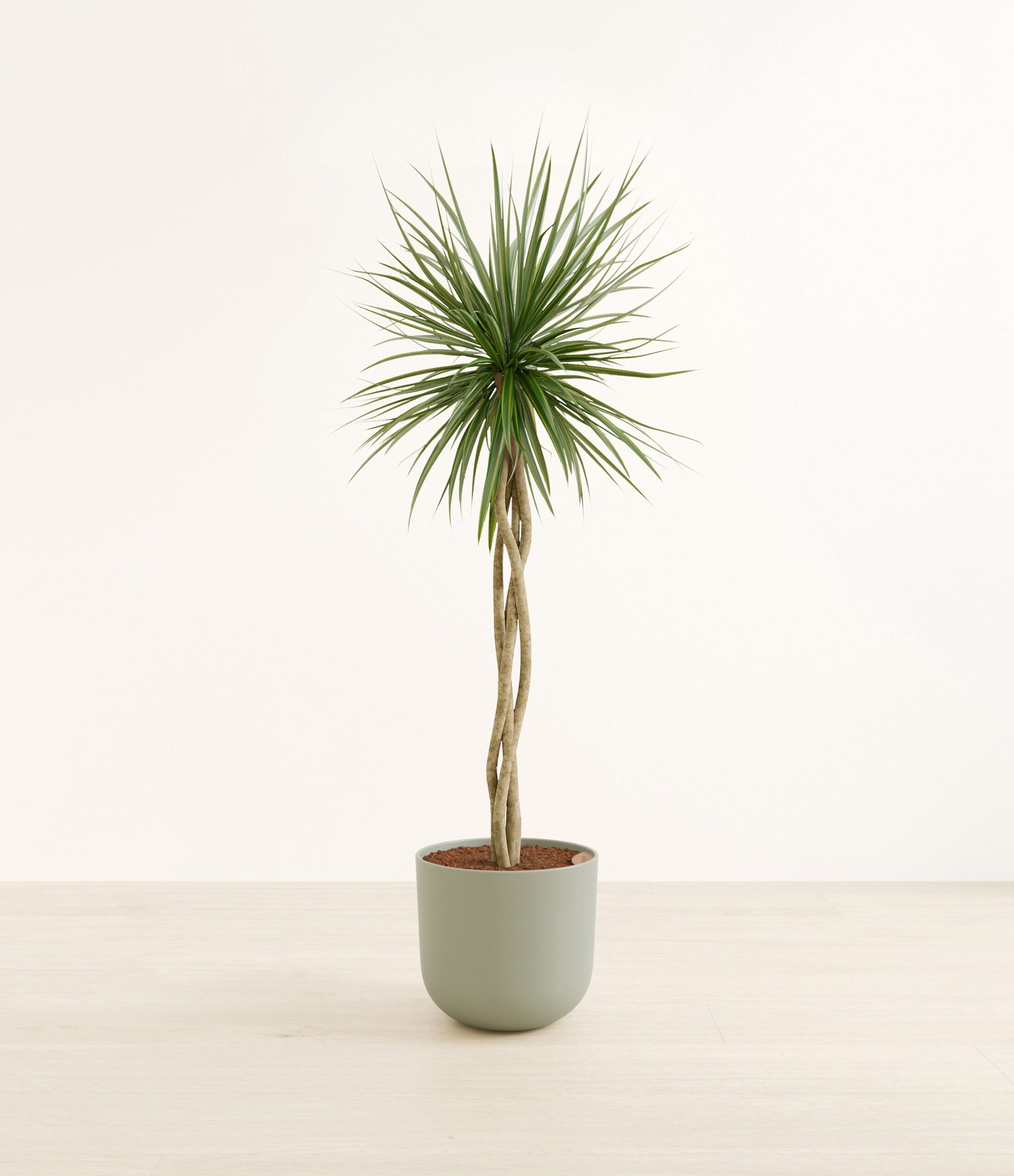 DragonTreeOpenWeaveHuge_Sage_Green.jpg