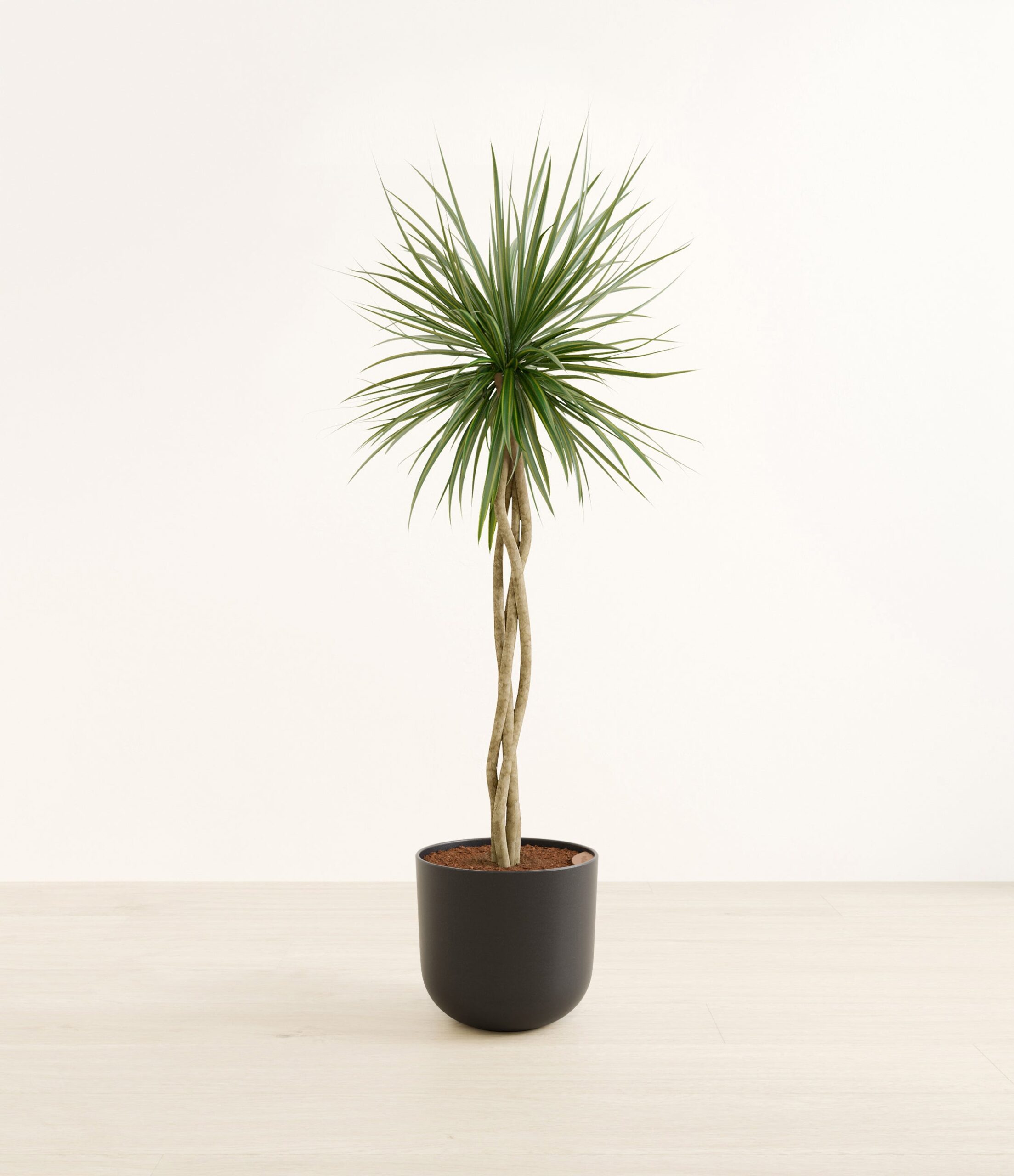 DragonTreeOpenWeaveHuge_Stone_Black.jpg