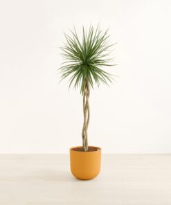 Dragon Tree Open Weave - Huge Agatha