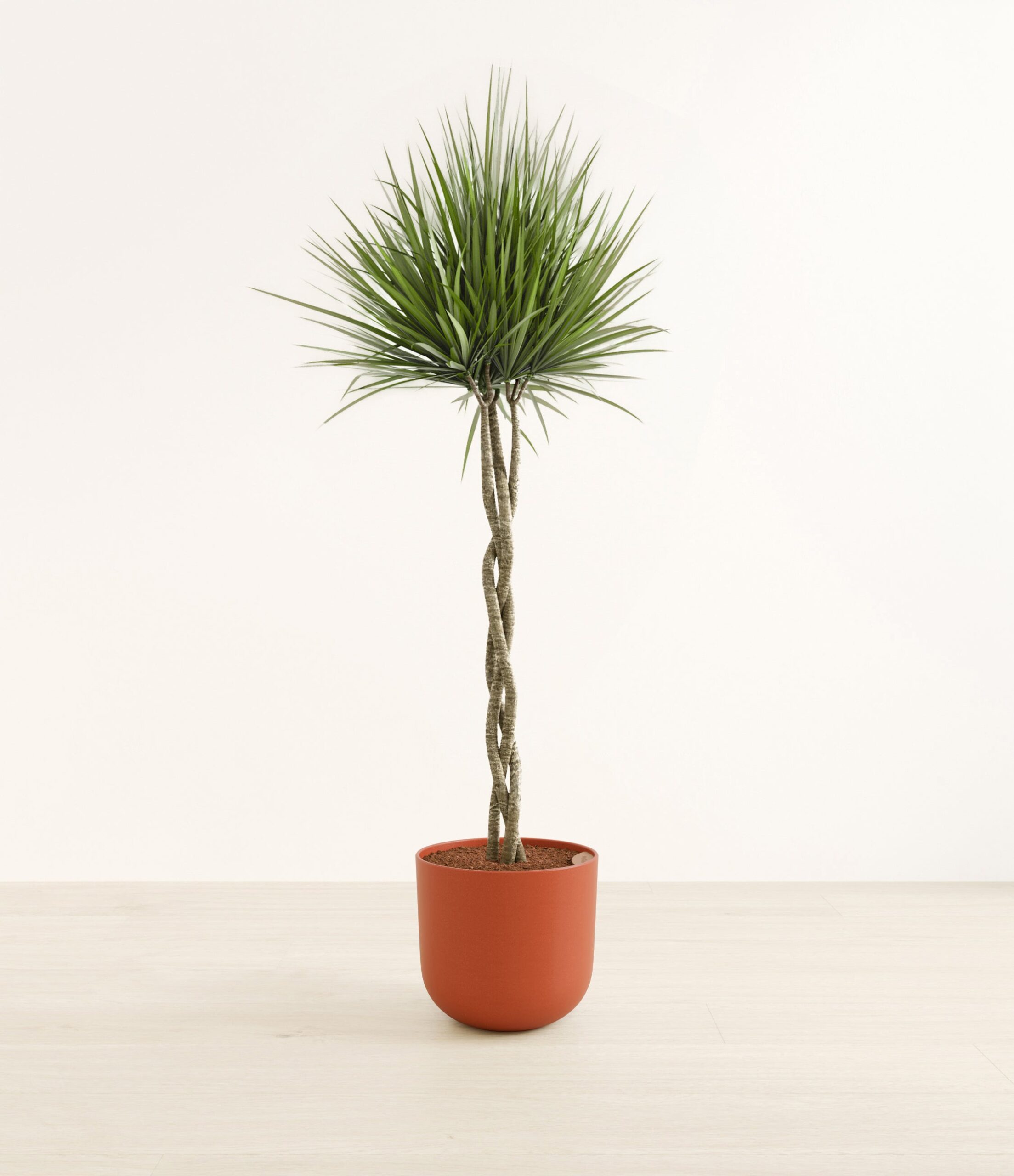 DragontreebrdHuge_Earth_Red.jpg