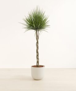 Dragon Tree Braided - Huge Agatha