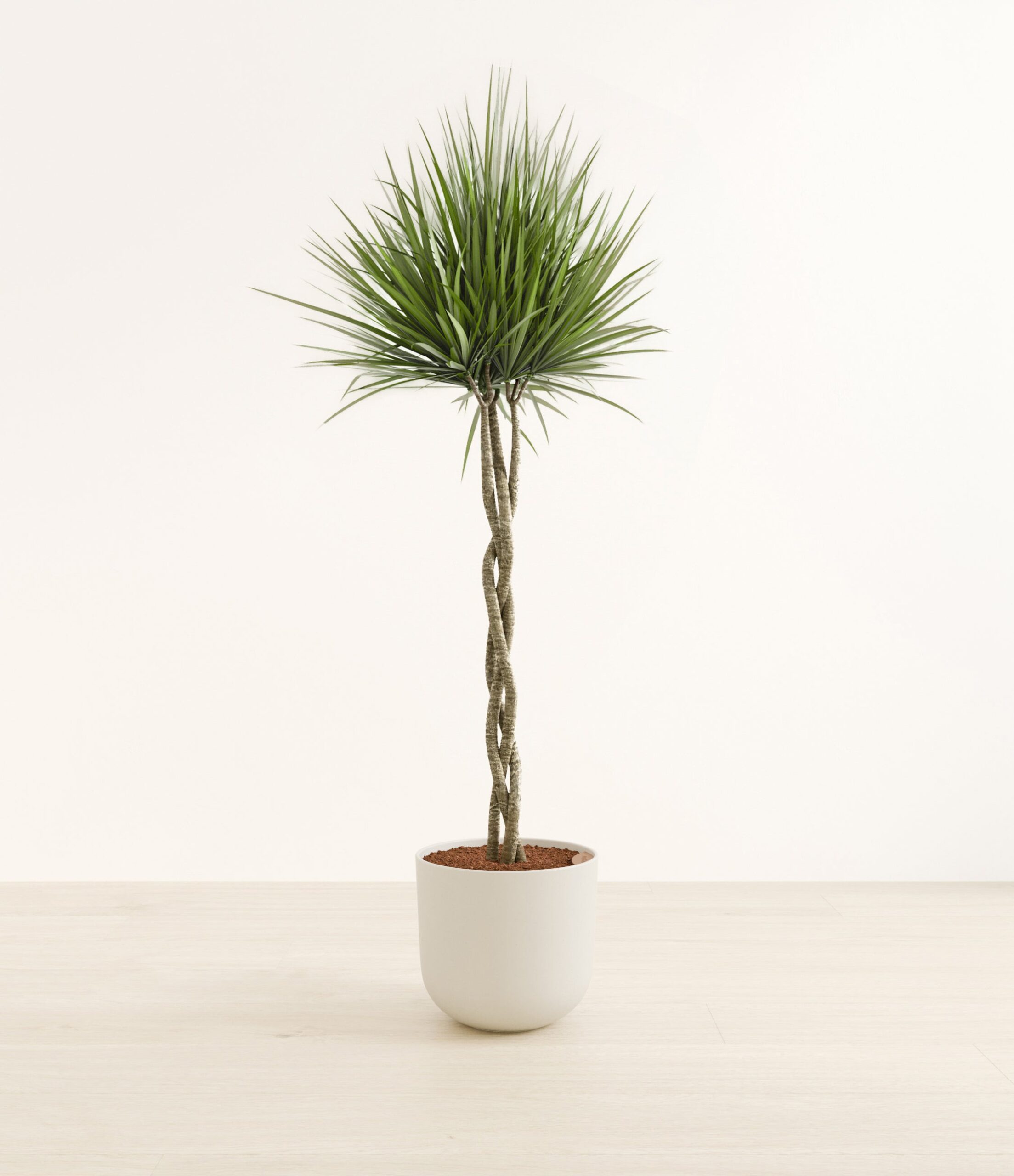 DragontreebrdHuge_Natural_Bamboo.jpg