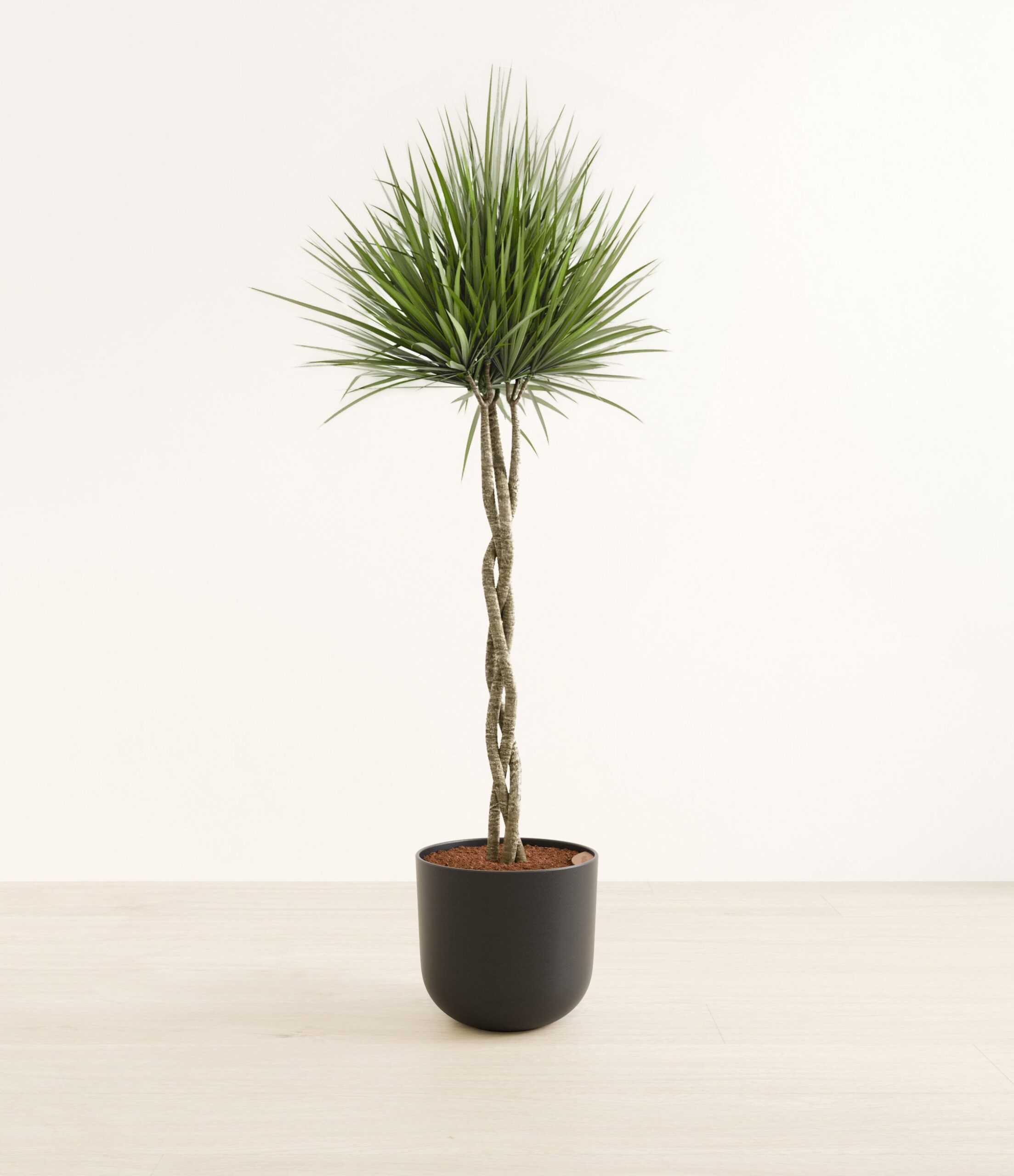 DragontreebrdHuge_Stone_Black.jpg