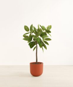 Ficus Altissima - Huge Agatha
