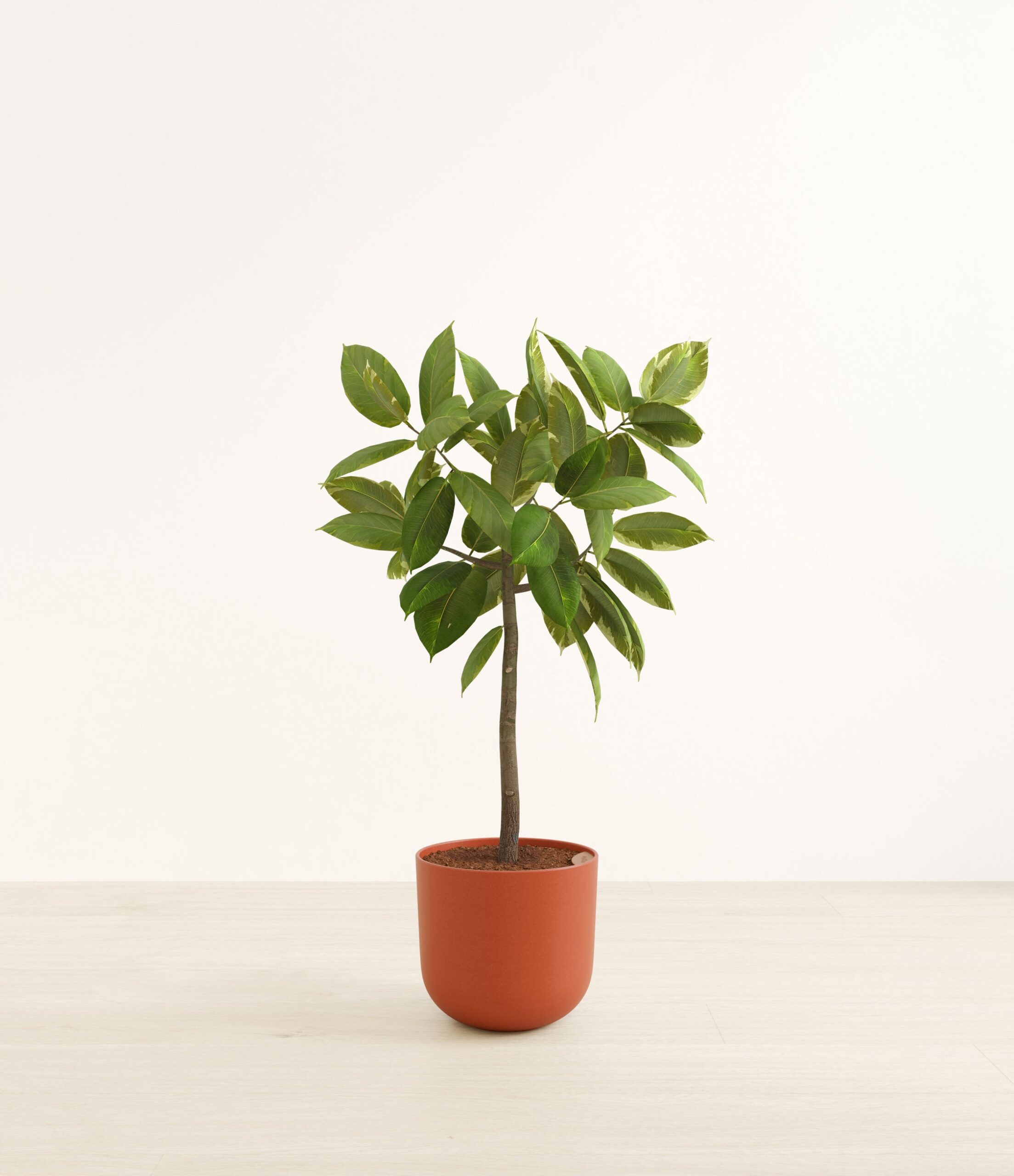 FicusAltissimaBushHuge_Earth_Red_44a87c30-b994-46fc-a475-1b7fc6d9c400.jpg