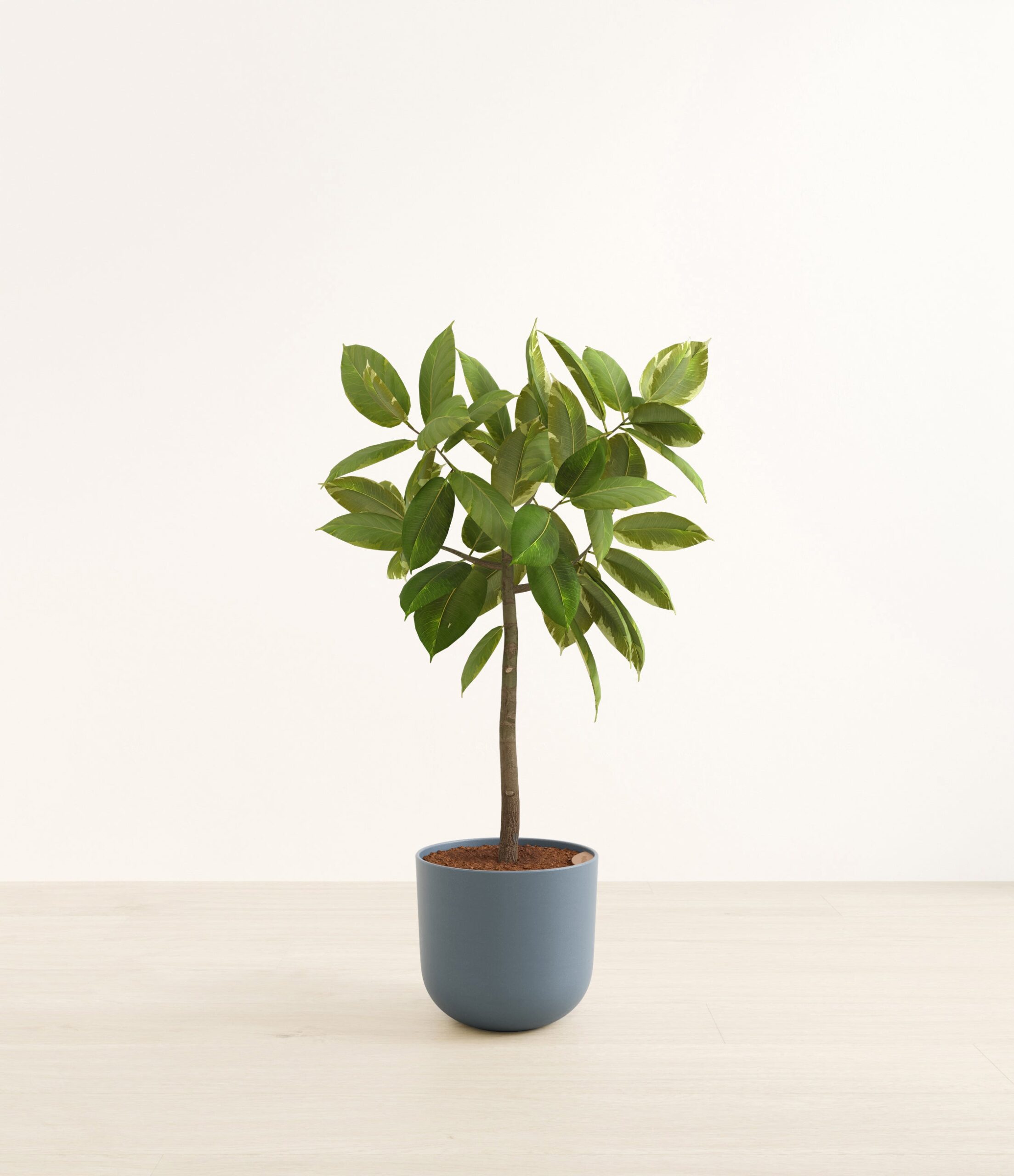 FicusAltissimaBushHuge_Iron_Gray_34a1d96a-f8b6-4819-bc1f-edebb23433b9.jpg