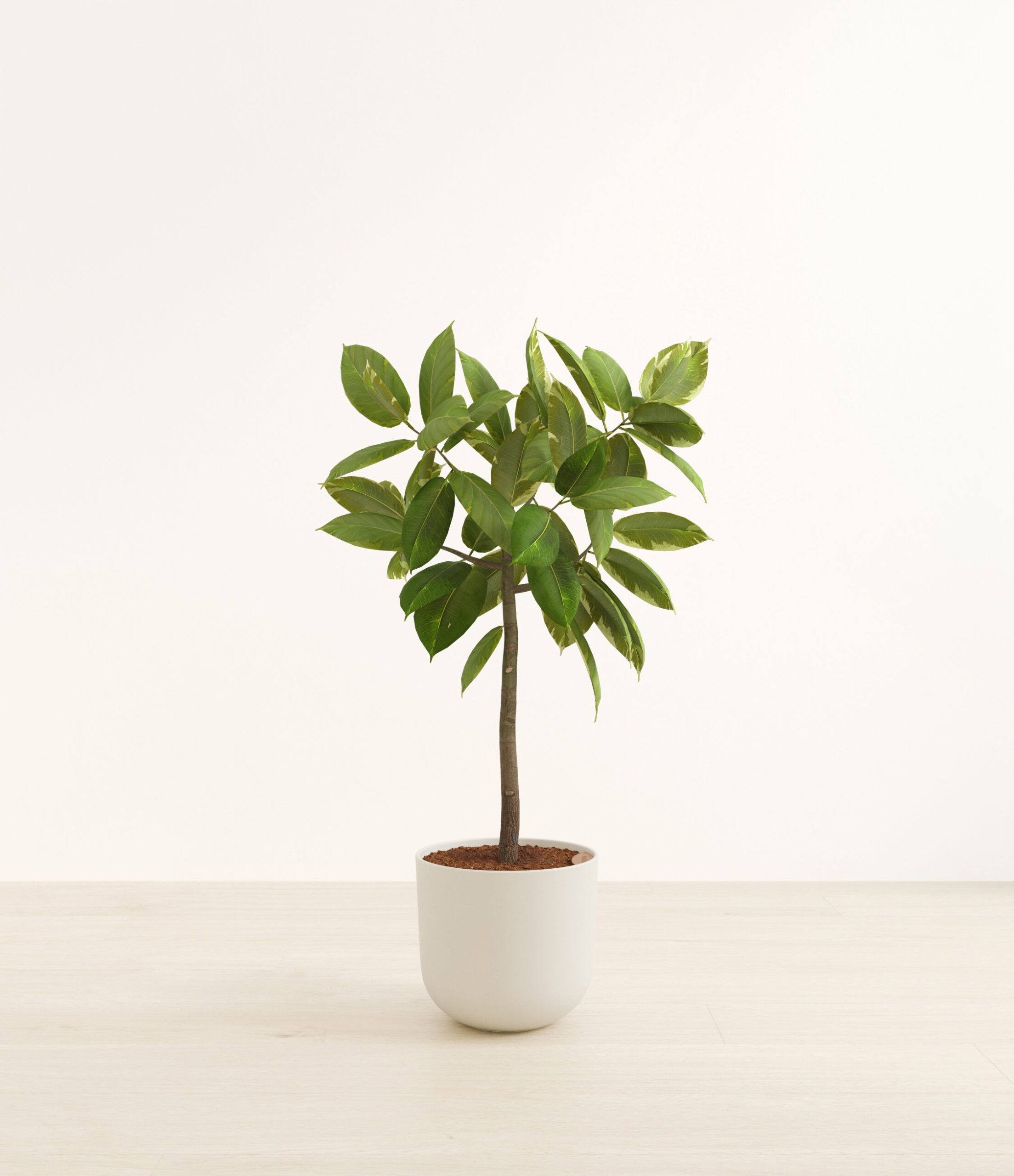 FicusAltissimaBushHuge_Natural_Bamboo_53313cb9-8a6d-493a-a41f-4d0c783ee053.jpg