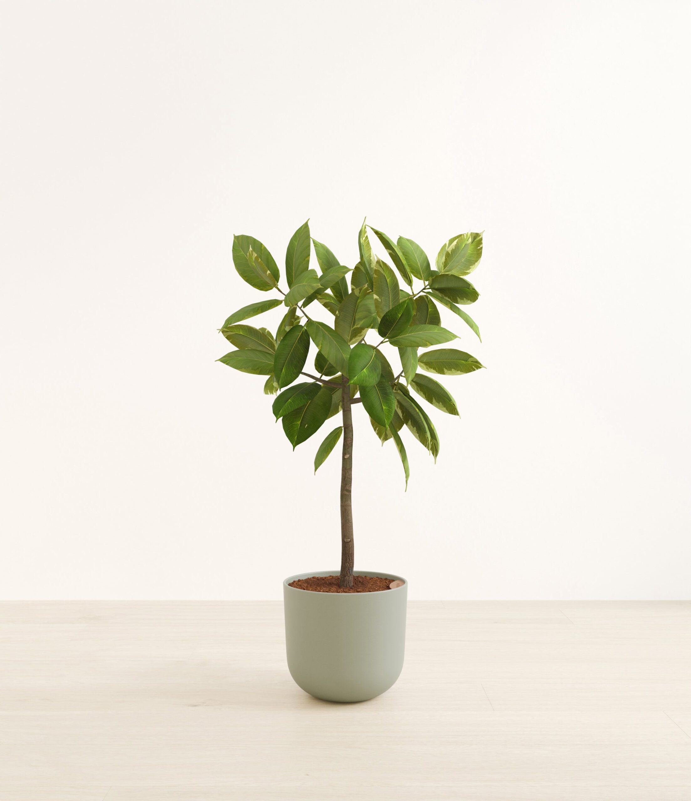 FicusAltissimaBushHuge_Sage_Green_9864e8c5-8f16-4b05-abbb-8a1502c10158.jpg