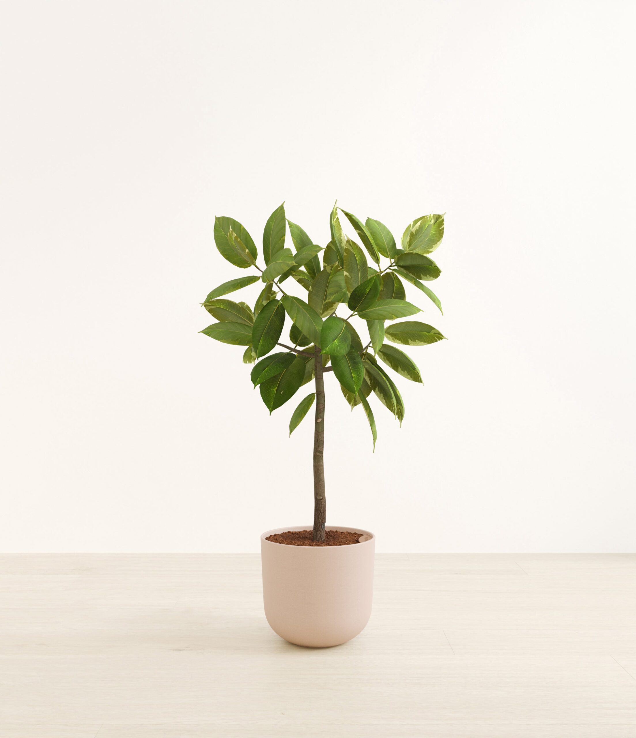 FicusAltissimaBushHuge_Sandy_Pink_bb812b4b-f6bb-4aa5-8123-4838eda1ea20.jpg