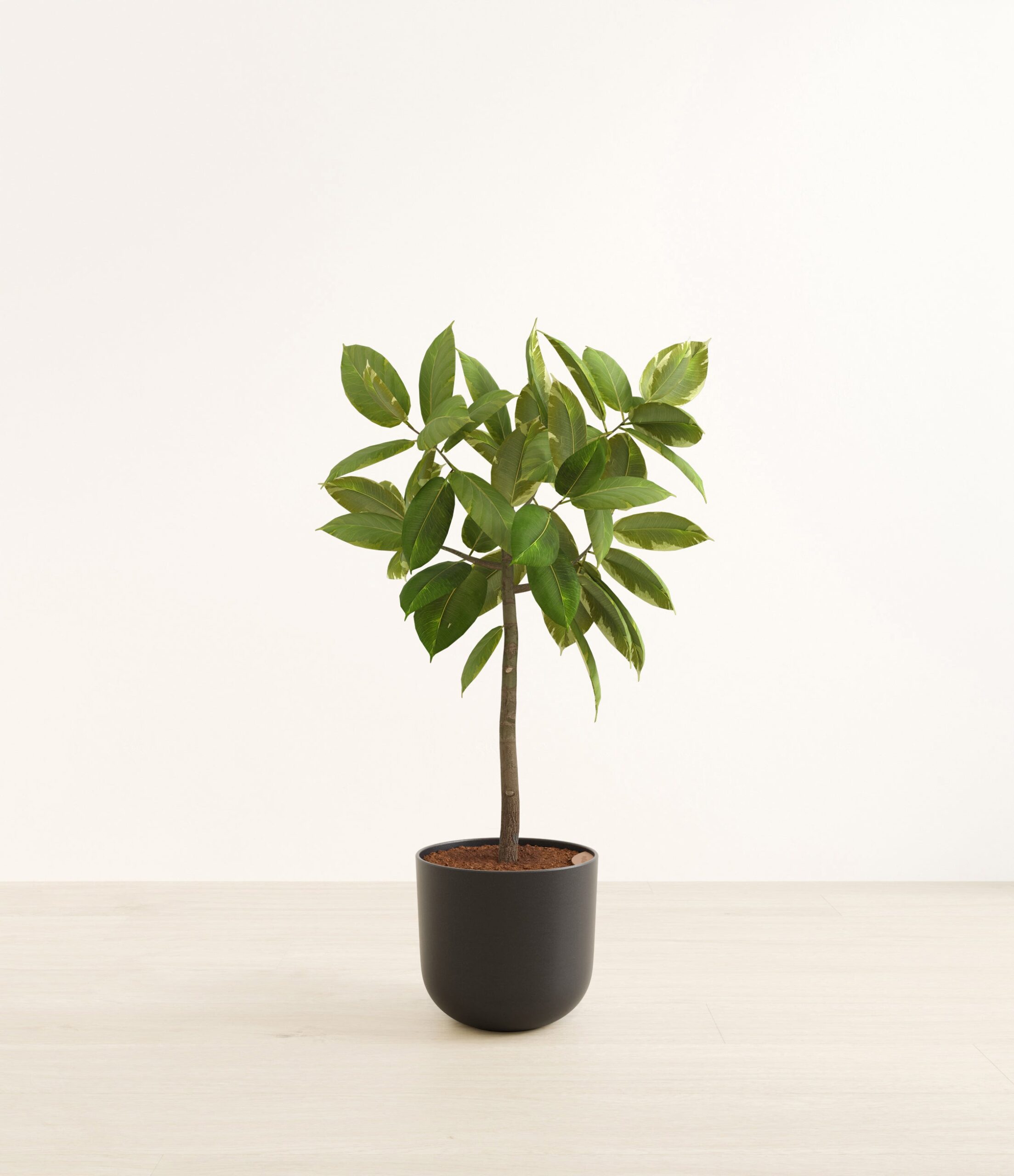 FicusAltissimaBushHuge_Stone_Black_65e57b54-71c5-4b7c-8eb2-9e0b27eaeb78.jpg