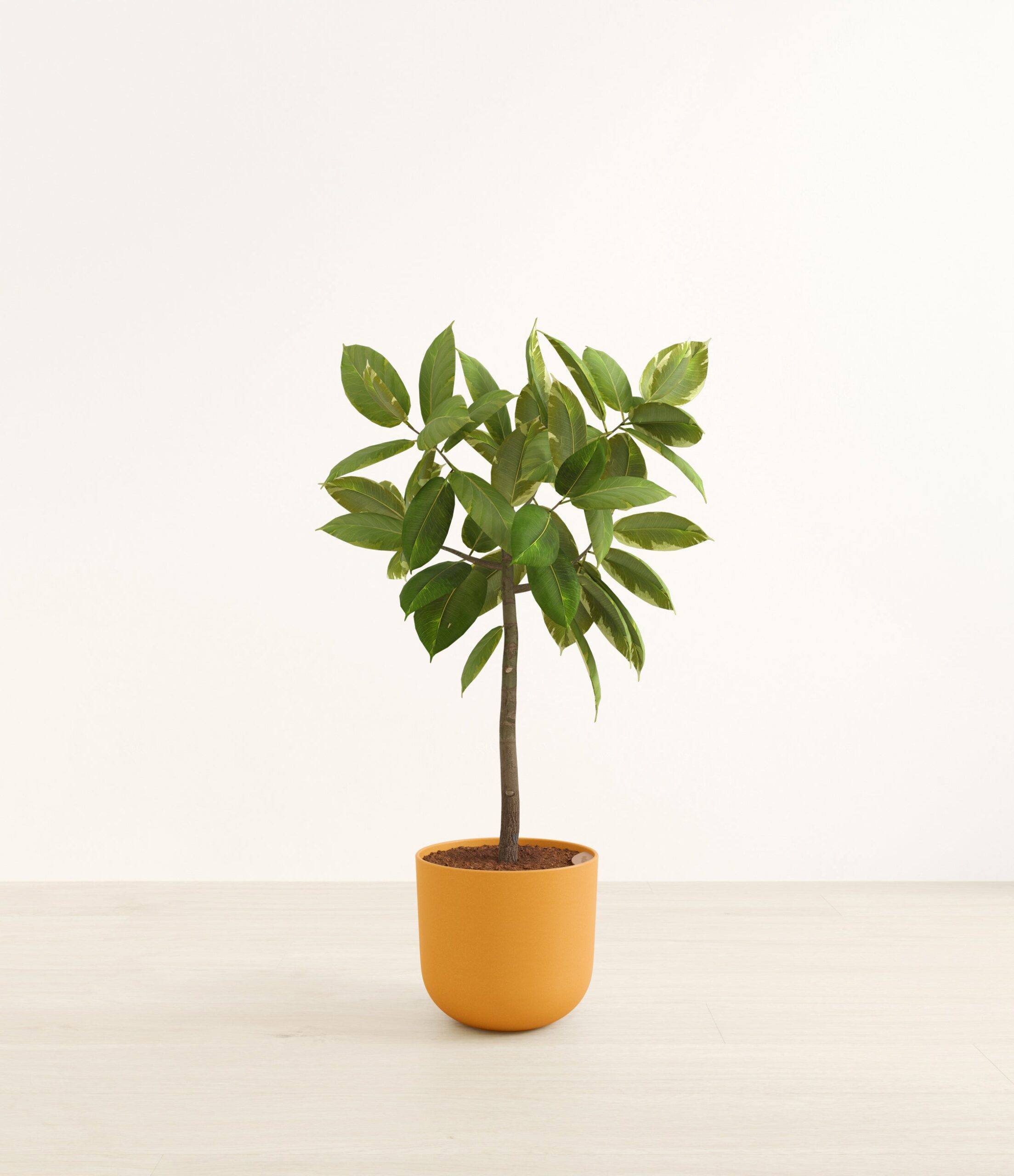 FicusAltissimaBushHuge_Sunset_Orange_0f6fdfe0-5751-409d-90a5-83dd228e636b.jpg