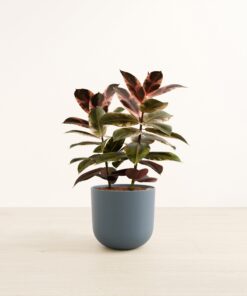 Ficus Ruby - Large Agatha