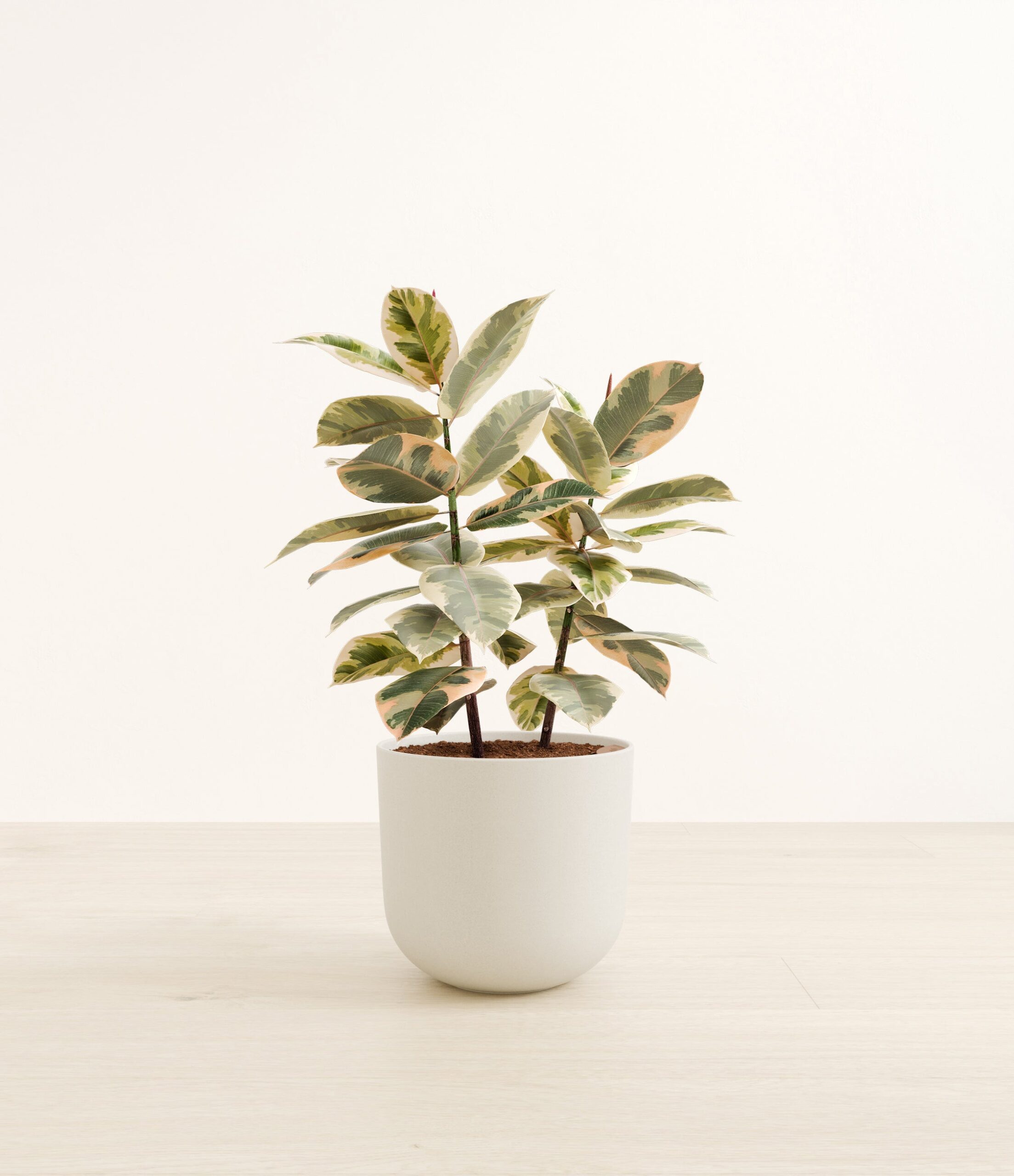 FicusTinekeLarge_Natural_Bamboo.jpg