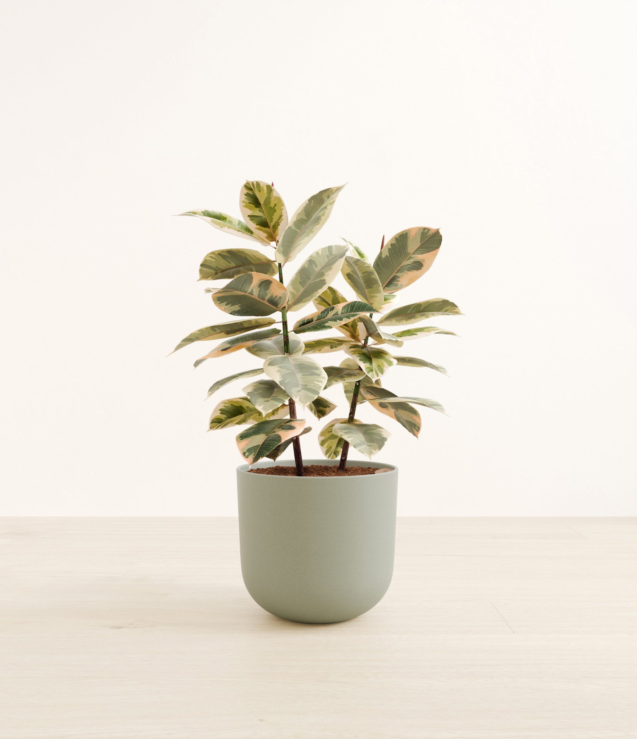 FicusTinekeLarge_Sage_Green.jpg