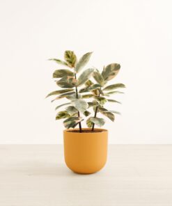 Ficus Tineke - Large Agatha
