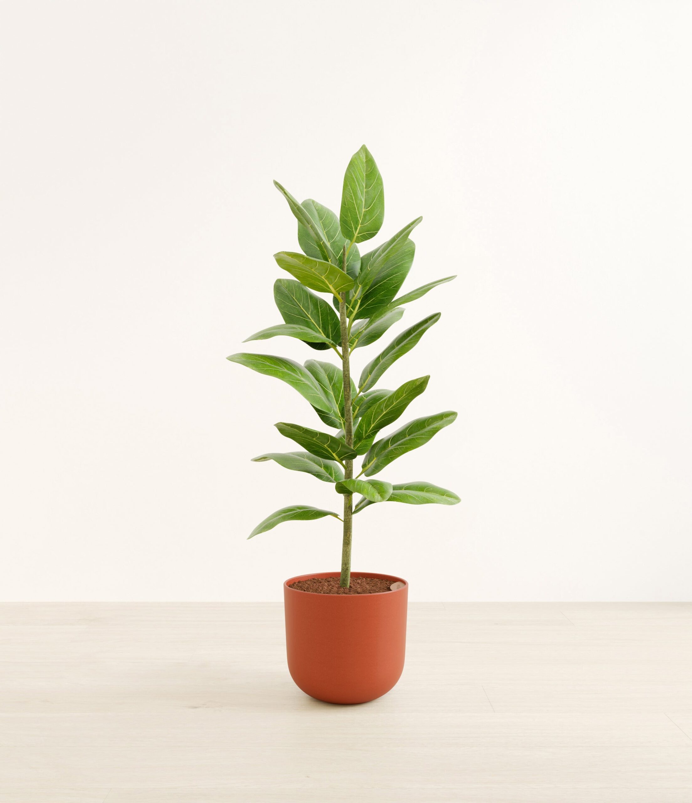FicusaudreyHuge_Earth_Red_d26b1aed-3262-48fc-9dae-d8d3c528c340.jpg