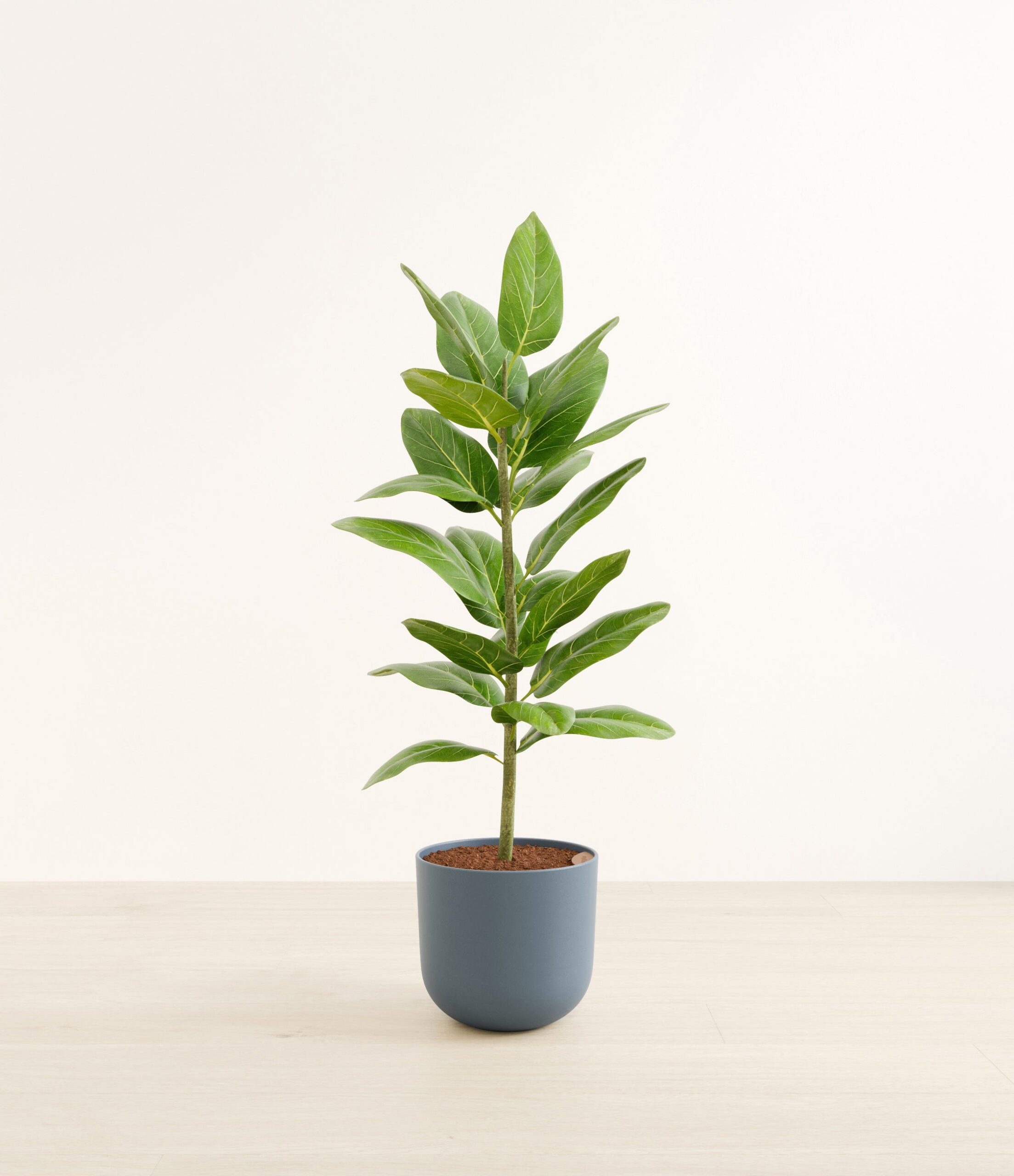 FicusaudreyHuge_Iron_Gray_49184de7-402d-4960-b655-774919ba9cea.jpg